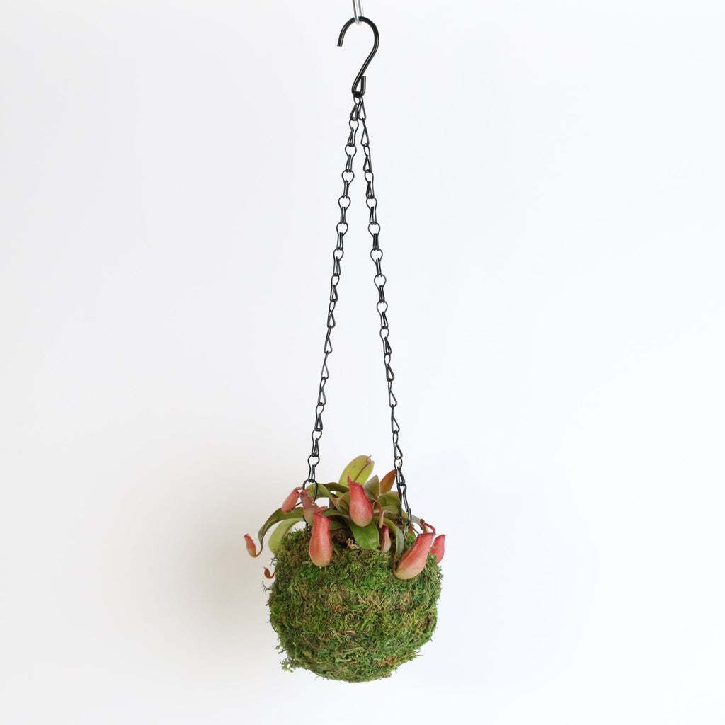 Nepenthes ‘Lady Luck’ Carnivorous Pitcher Plant - Cheeky Garden