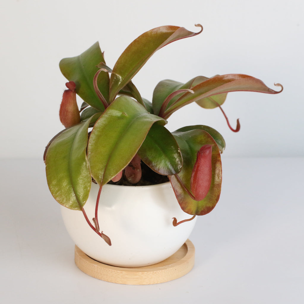 Nepenthes ‘Lady Luck’ Carnivorous Pitcher Plant - Cheeky Garden