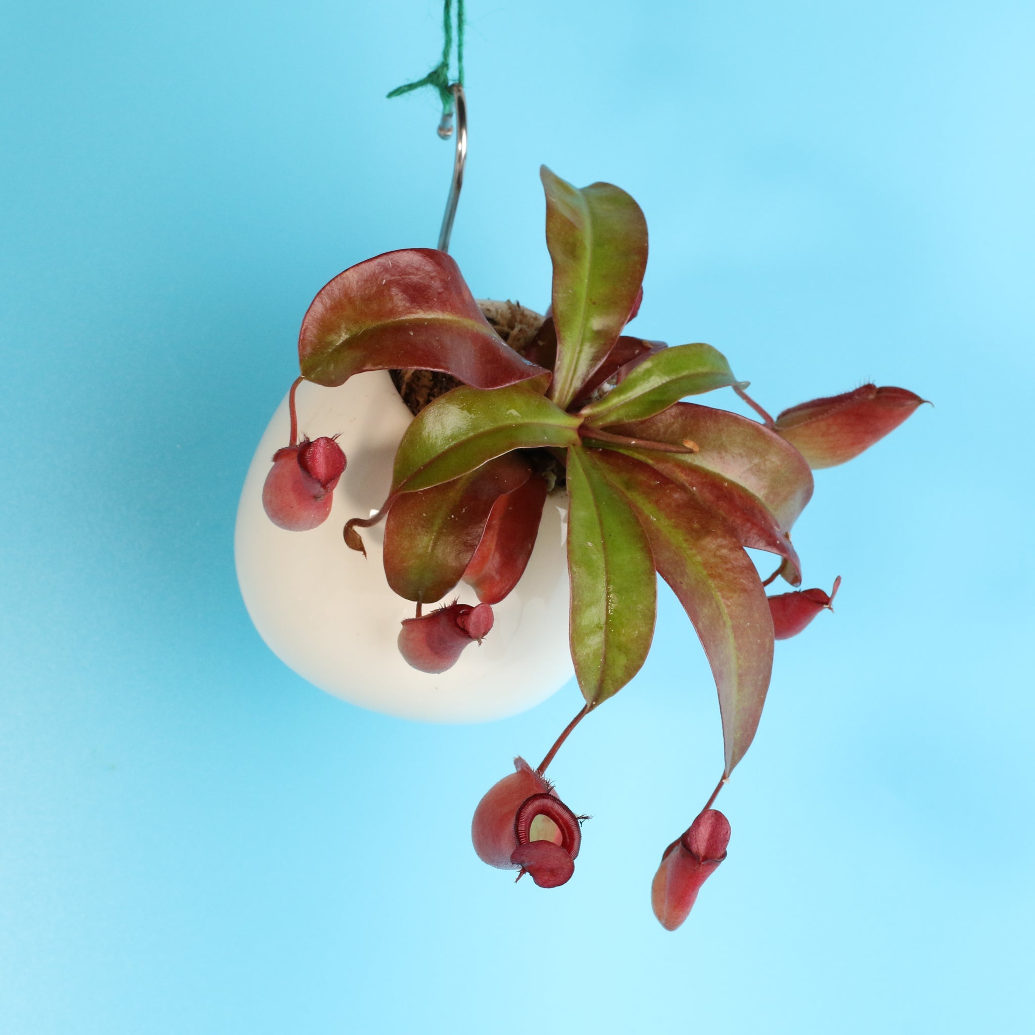 Nepenthes ‘Lady Luck’ Carnivorous Pitcher Plant - Cheeky Garden