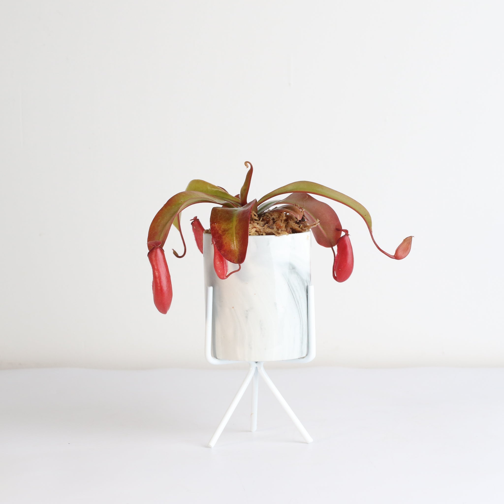 Nepenthes ‘Lady Luck’ Carnivorous Pitcher Plant - Cheeky Garden