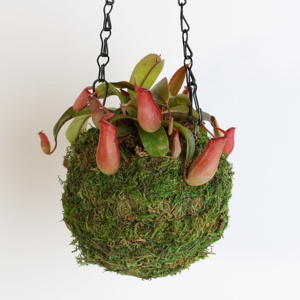 Nepenthes ‘Lady Luck’ Carnivorous Pitcher Plant - Cheeky Garden