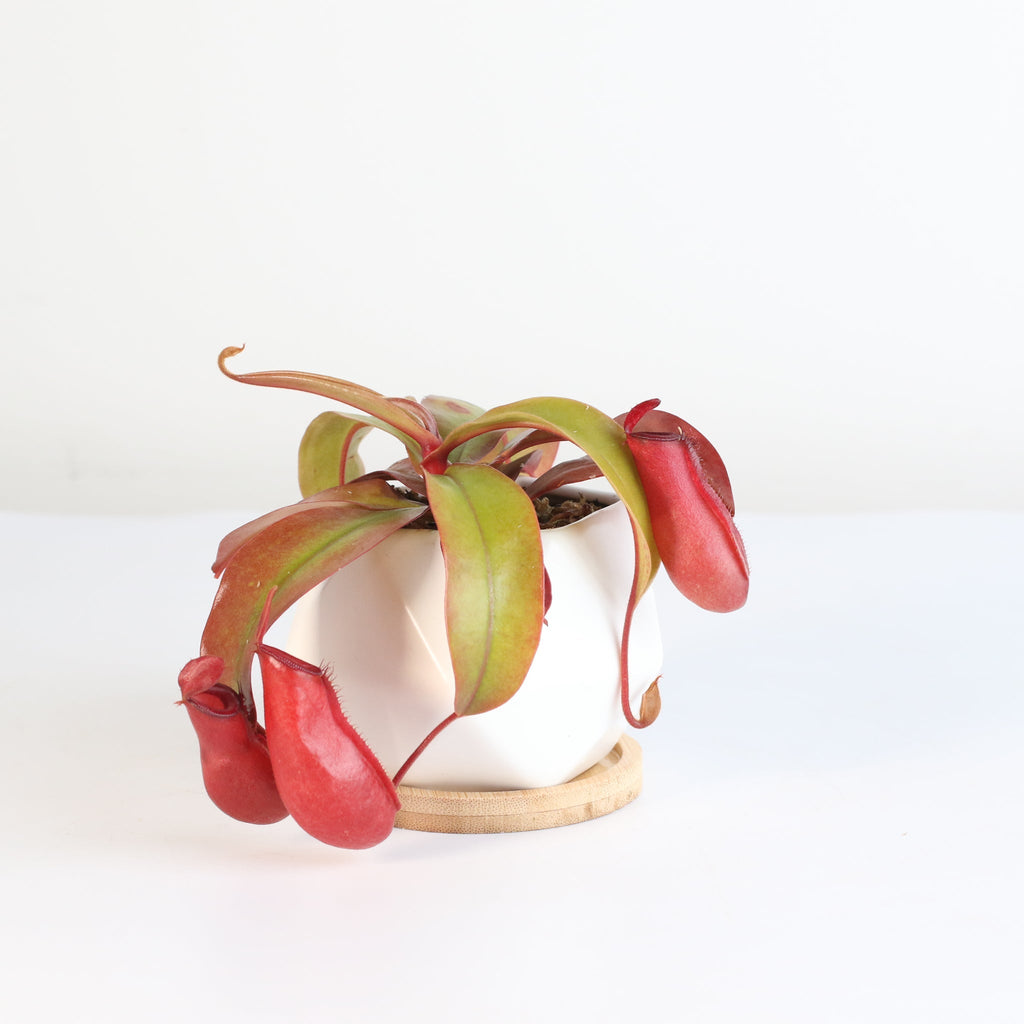 Nepenthes ‘Lady Luck’ Carnivorous Pitcher Plant - Cheeky Garden