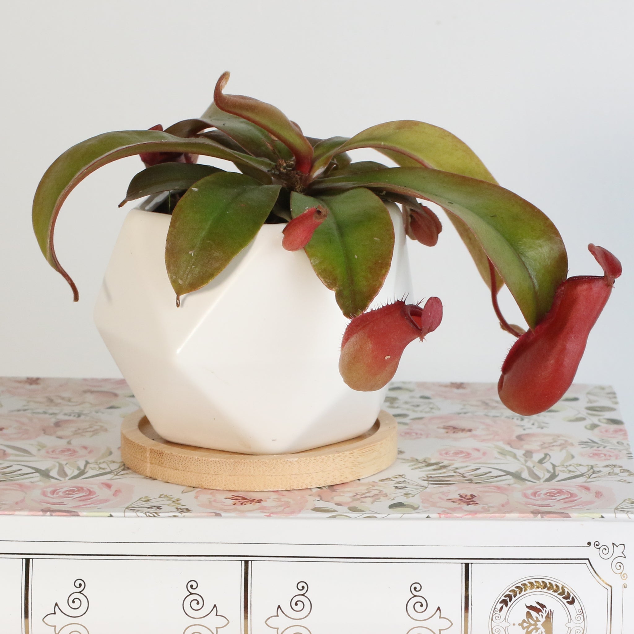 Nepenthes ‘Lady Luck’ Carnivorous Pitcher Plant - Cheeky Garden