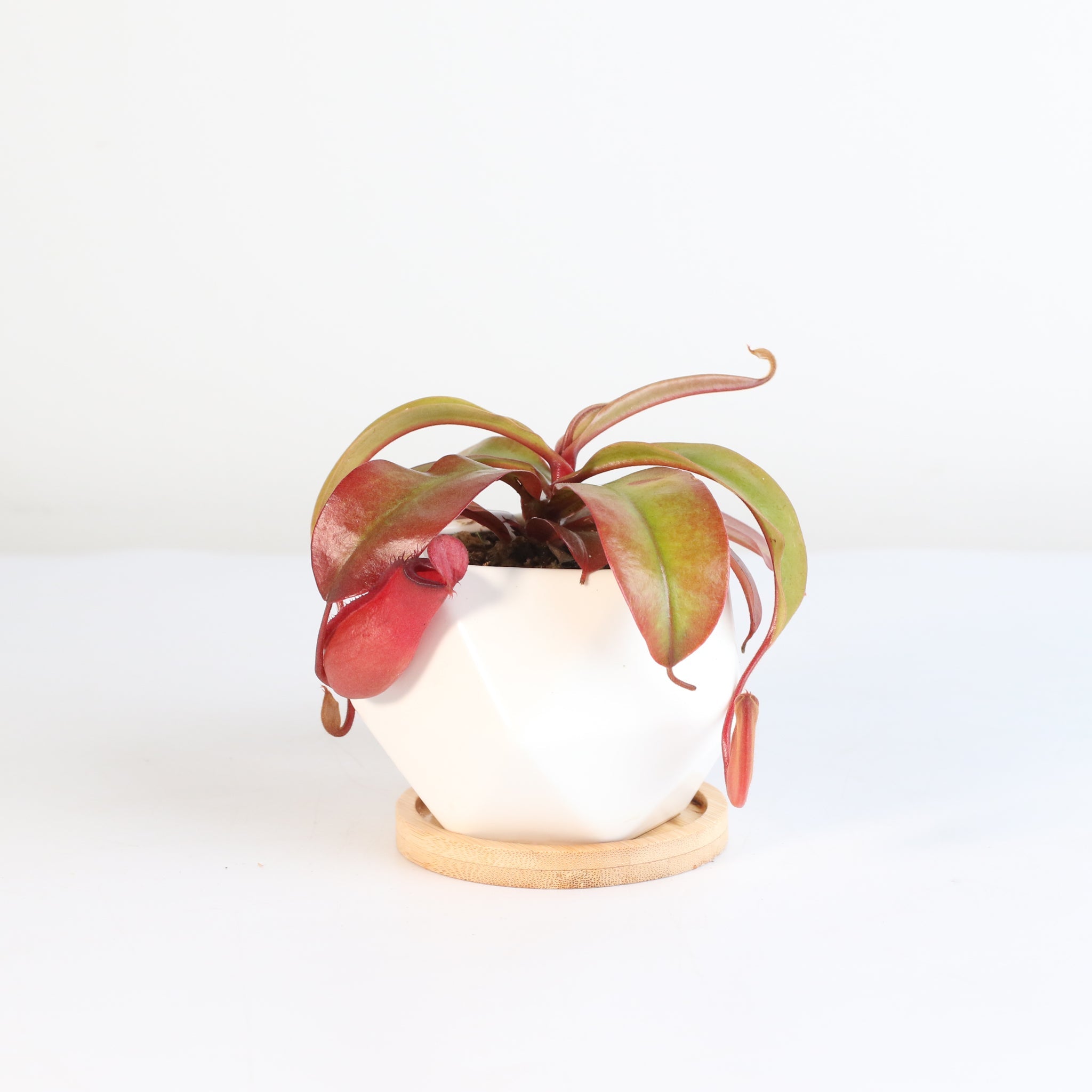 Nepenthes ‘Lady Luck’ Carnivorous Pitcher Plant - Cheeky Garden