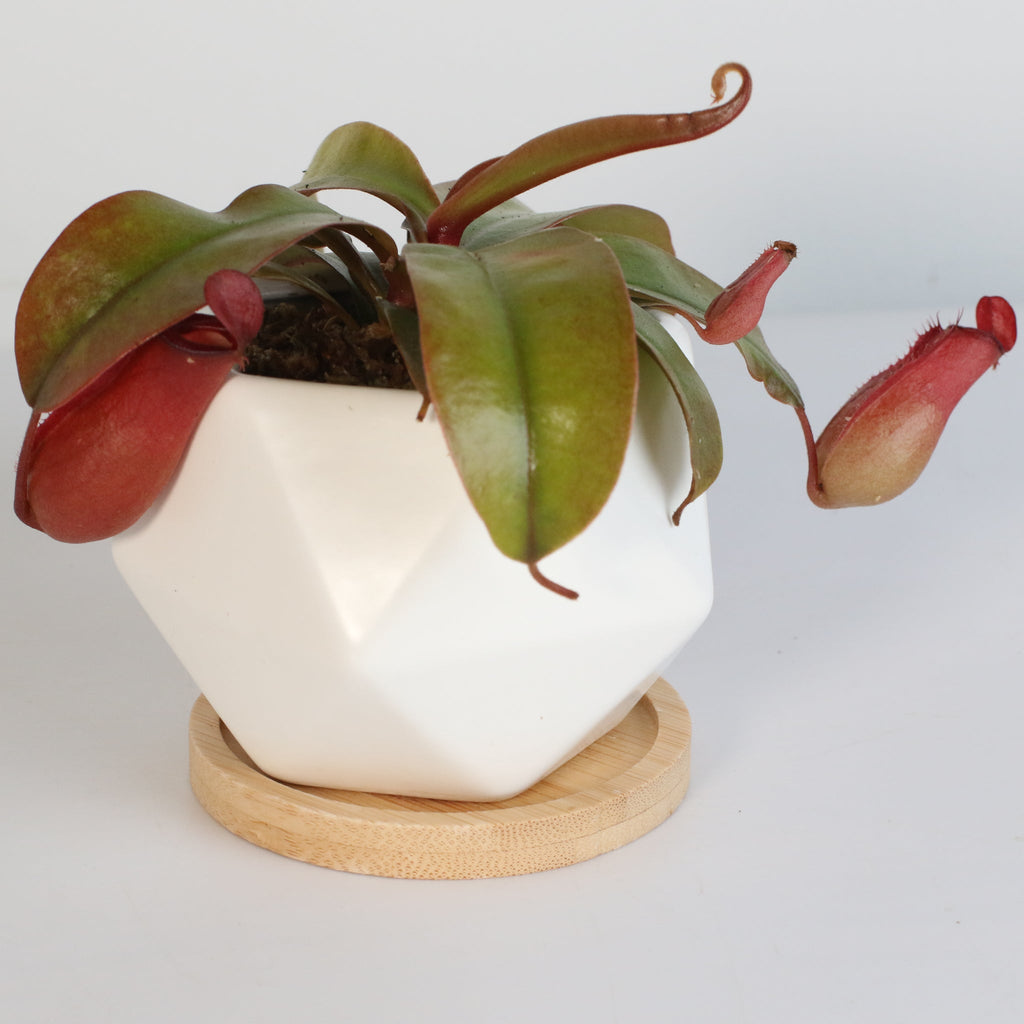 Nepenthes ‘Lady Luck’ Carnivorous Pitcher Plant - Cheeky Garden
