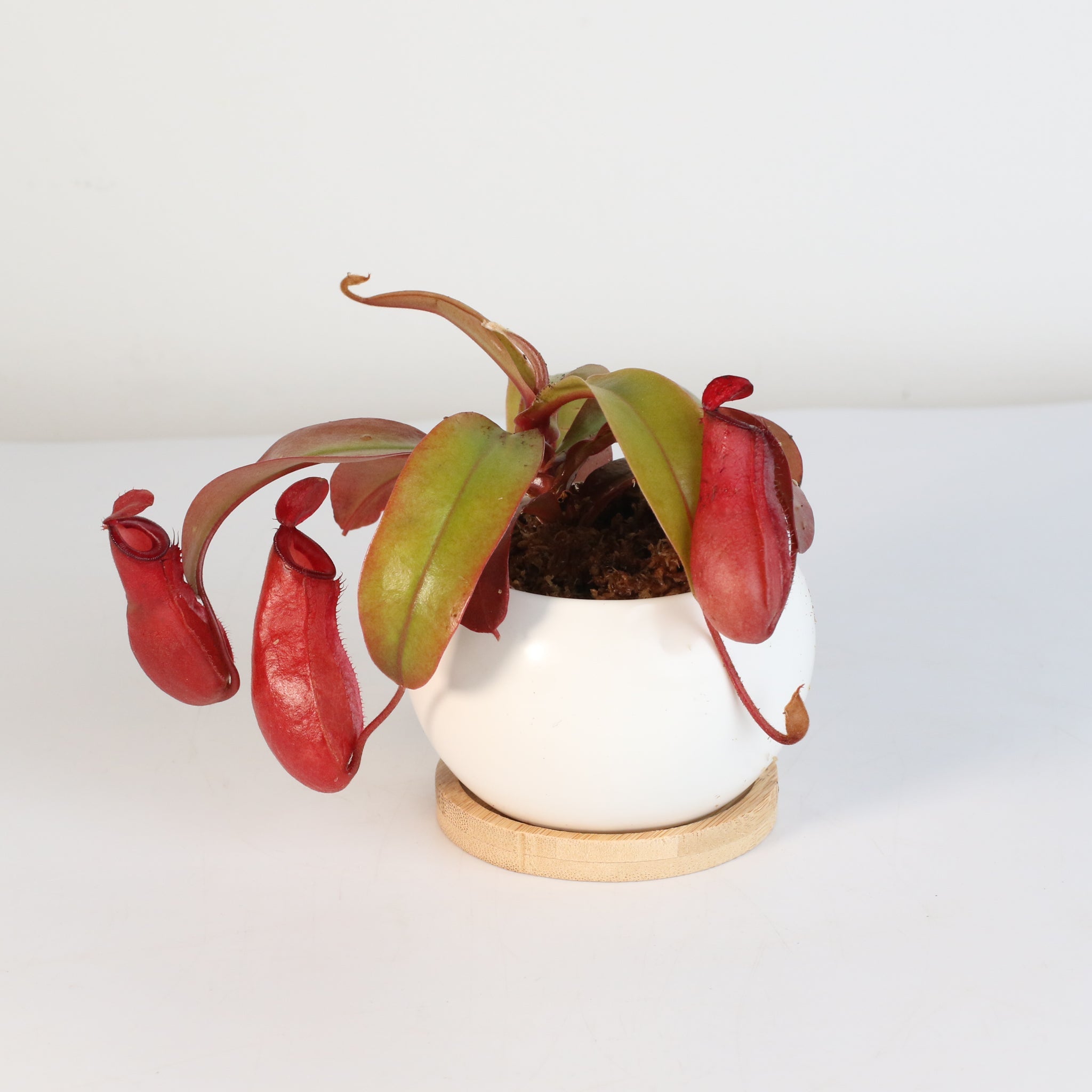 Nepenthes ‘Lady Luck’ Carnivorous Pitcher Plant - Cheeky Garden