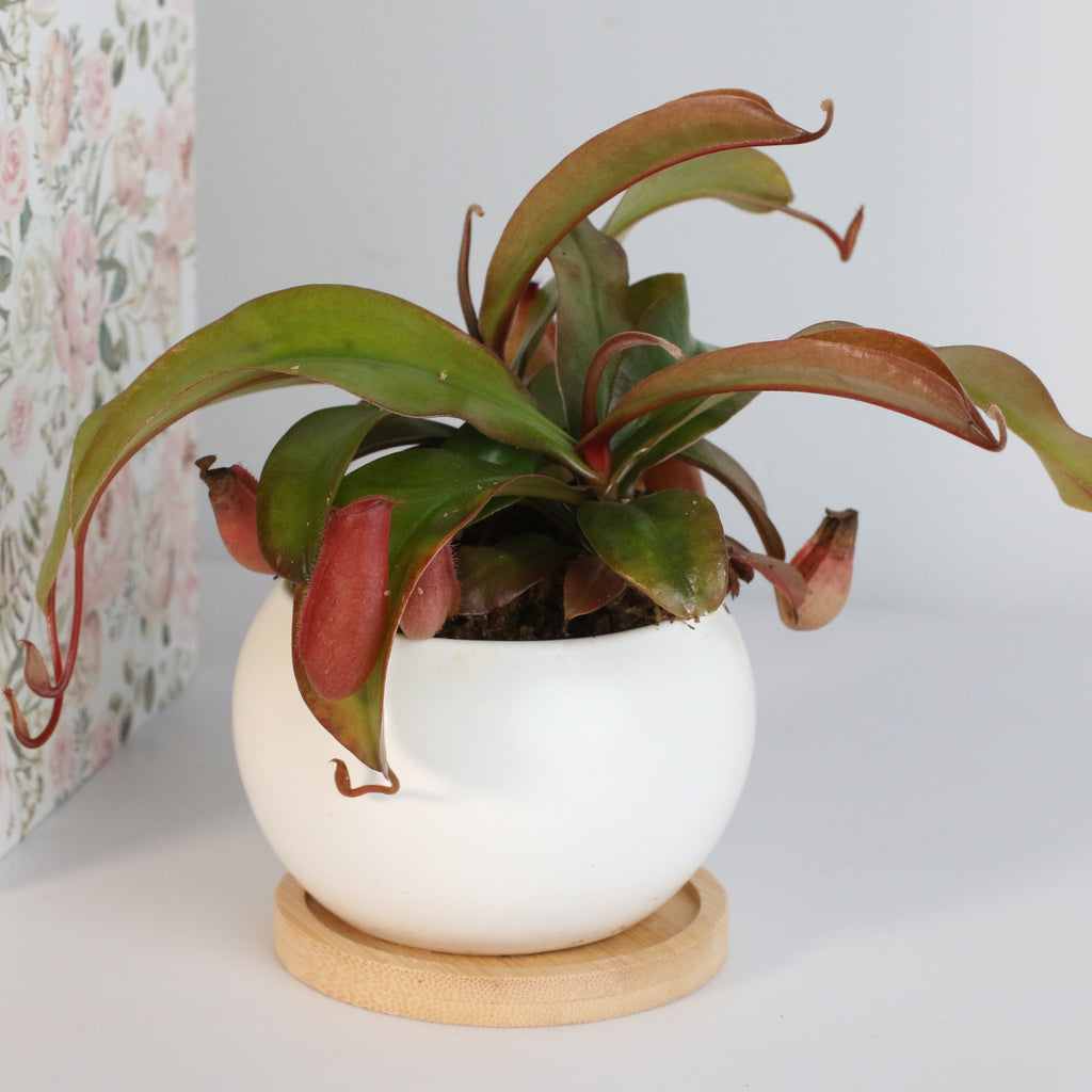 Nepenthes ‘Lady Luck’ Carnivorous Pitcher Plant - Cheeky Garden