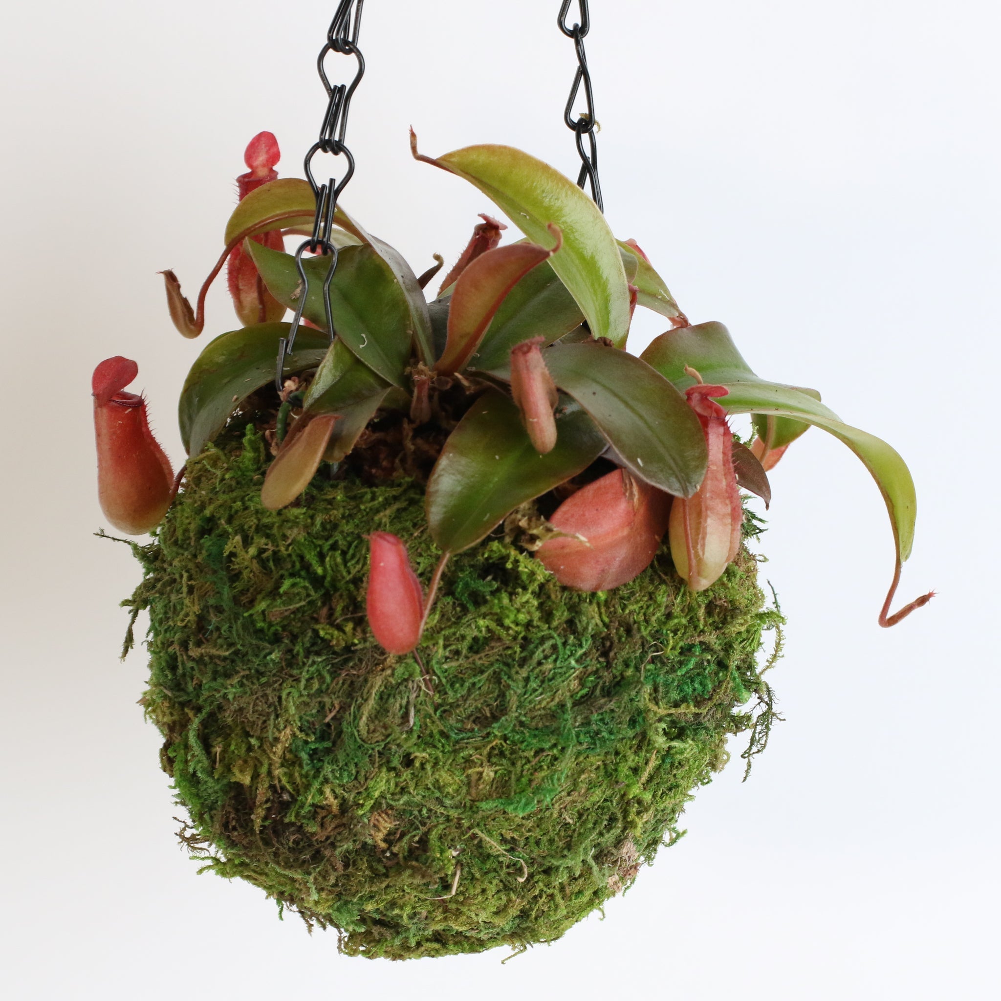 Nepenthes ‘Lady Luck’ Carnivorous Pitcher Plant - Cheeky Garden