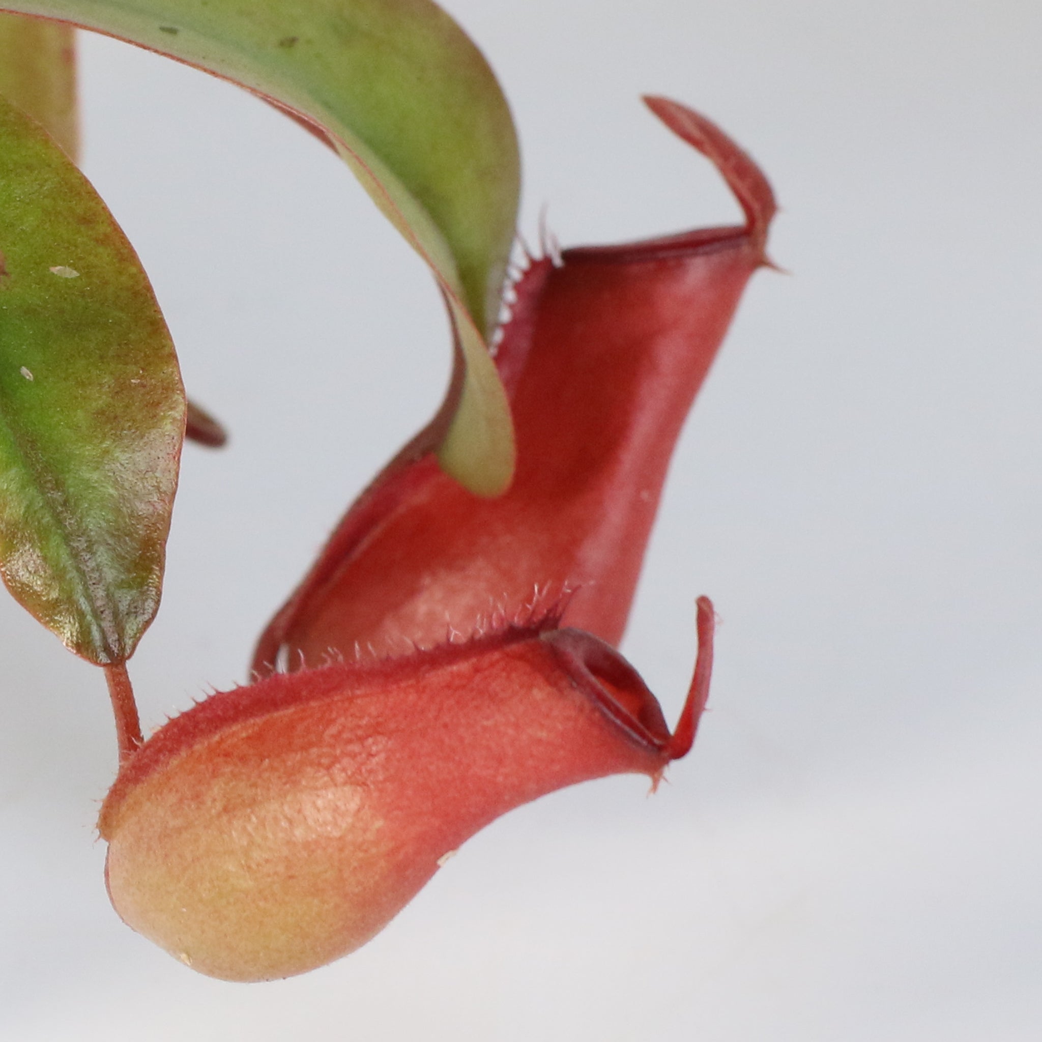 Nepenthes ‘Lady Luck’ Carnivorous Pitcher Plant - Cheeky Garden