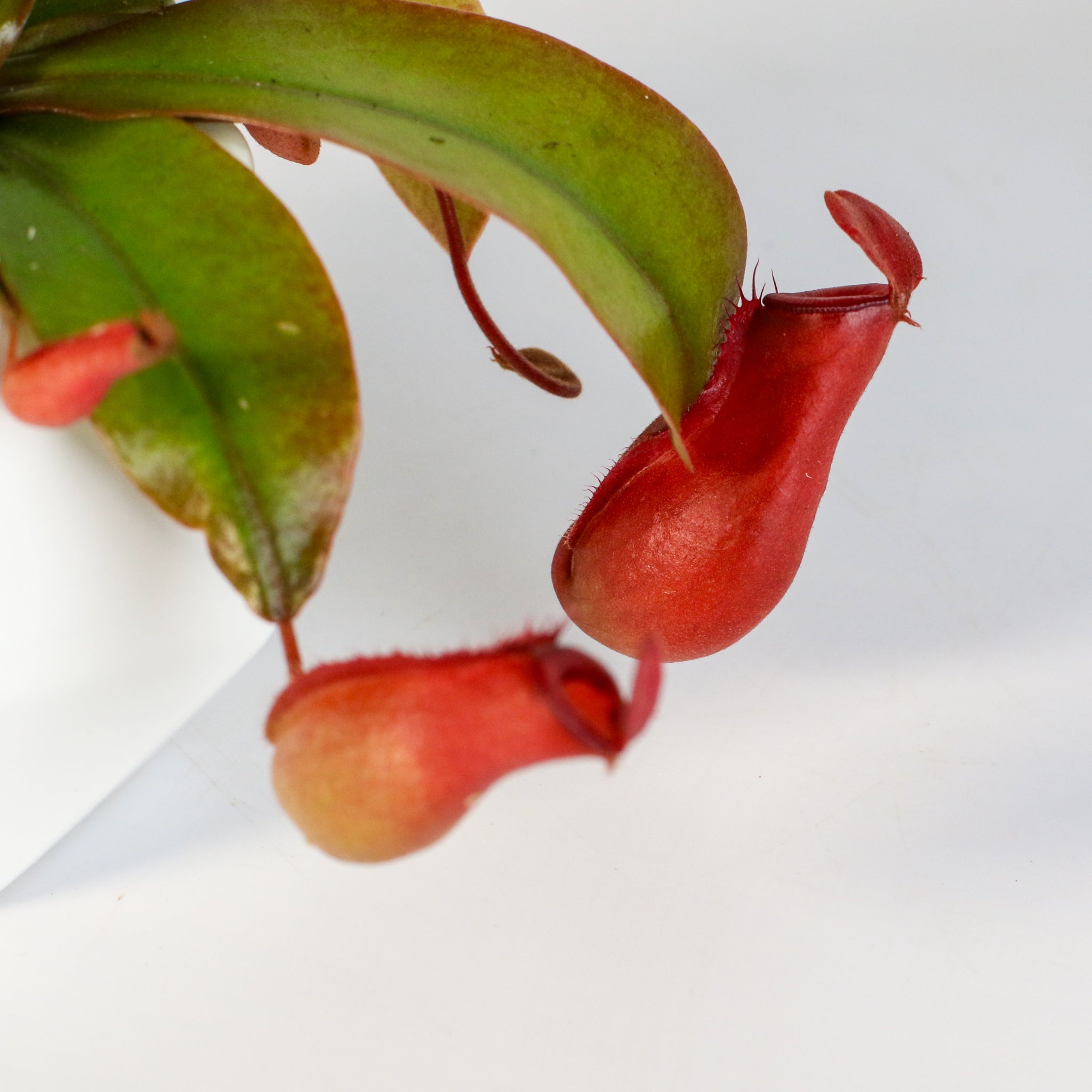 Nepenthes ‘Lady Luck’ Carnivorous Pitcher Plant - Cheeky Garden