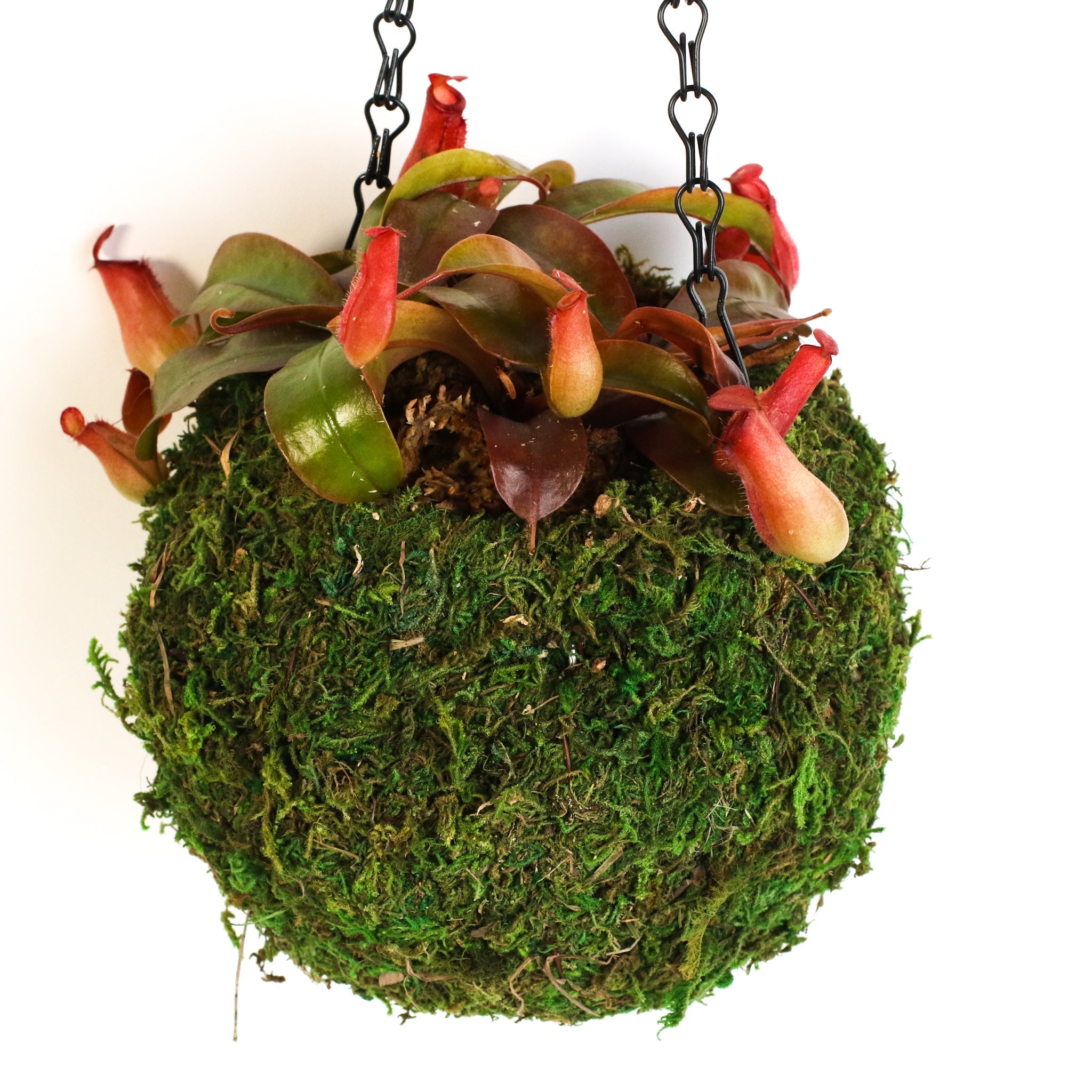 Nepenthes ‘Lady Luck’ Carnivorous Pitcher Plant - Cheeky Garden