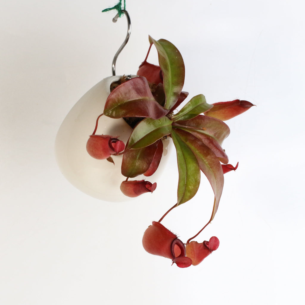 Nepenthes ‘Lady Luck’ Carnivorous Pitcher Plant - Cheeky Garden