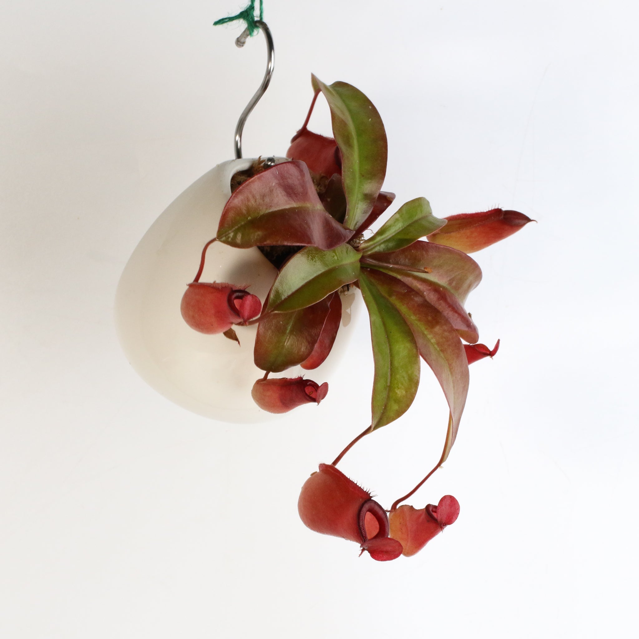 Nepenthes ‘Lady Luck’ Carnivorous Pitcher Plant - Cheeky Garden