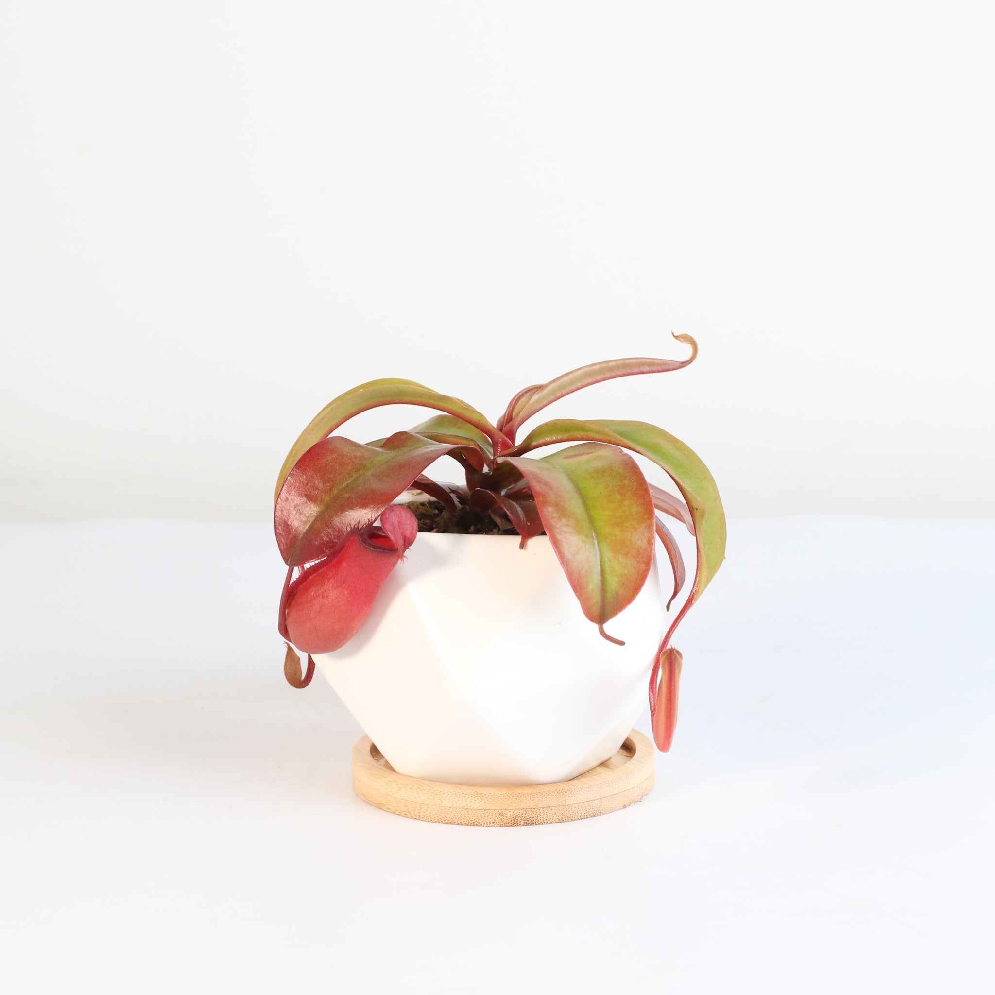 Nepenthes ‘Lady Luck’ Carnivorous Pitcher Plant - Cheeky Garden