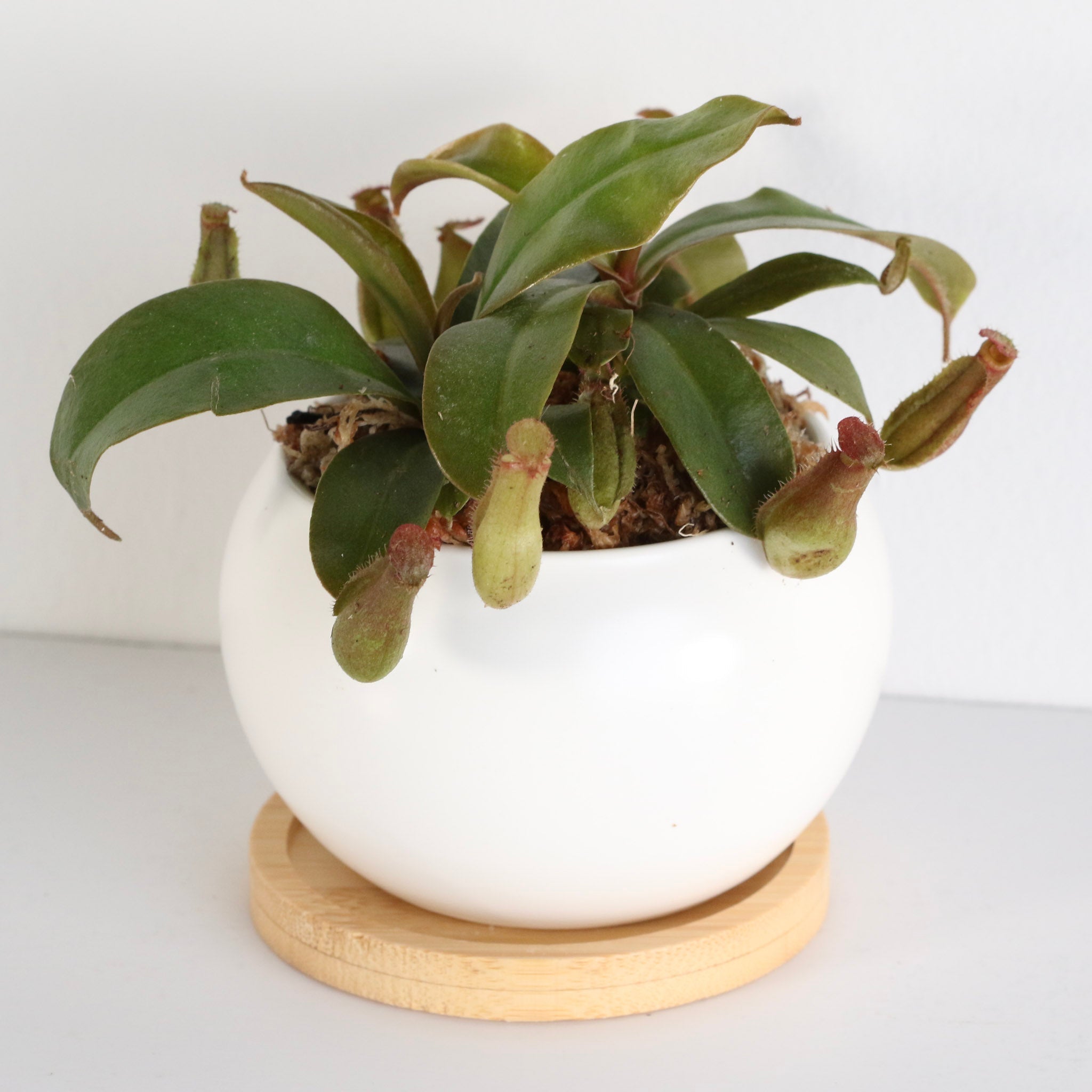 Nepenthes ‘Lady Luck’ Carnivorous Pitcher Plant - Cheeky Garden