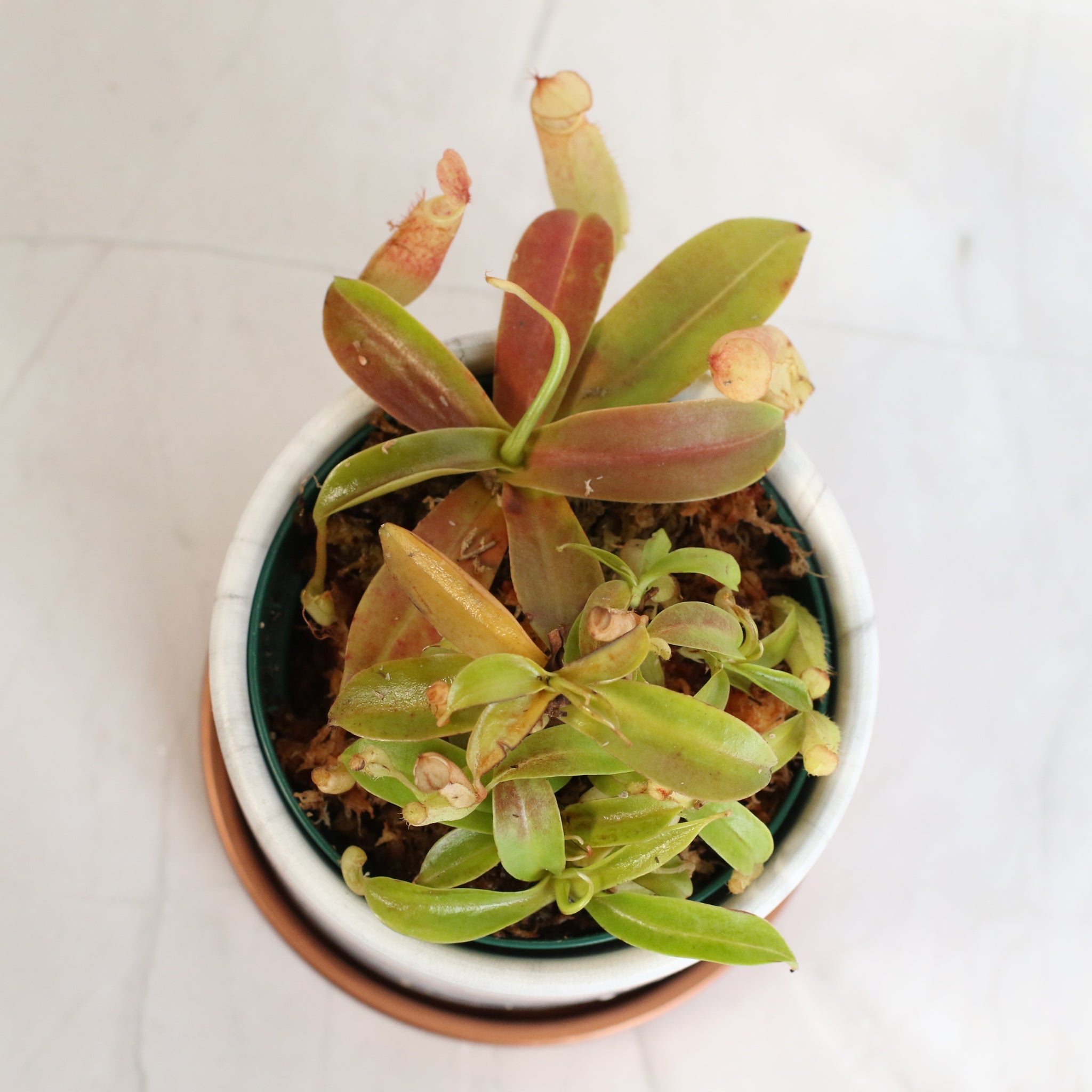 Nepenthes Sanguinea Carnivorous Pitcher Plant - Cheeky Garden