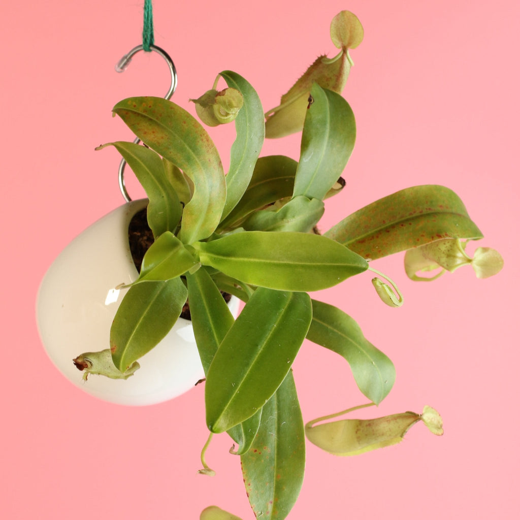 Nepenthes Sanguinea Carnivorous Pitcher Plant - Cheeky Garden