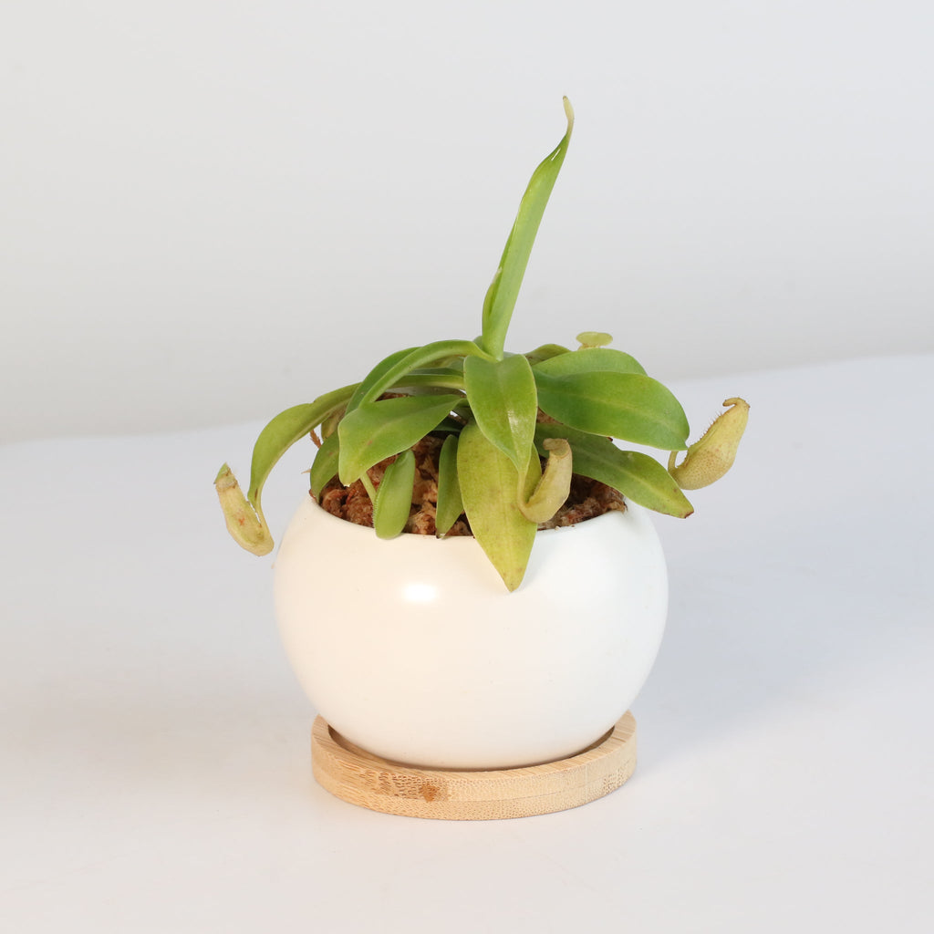 Nepenthes Sanguinea Carnivorous Pitcher Plant - Cheeky Garden