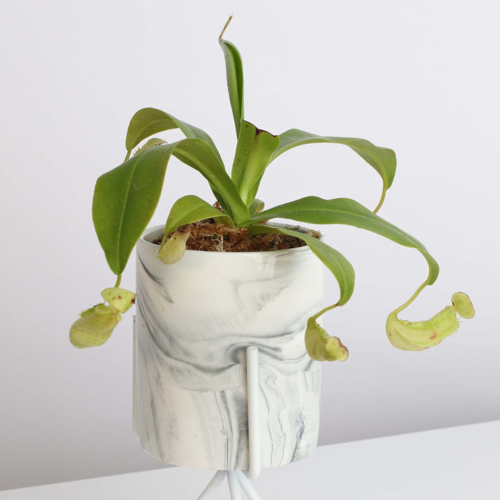 Nepenthes Sanguinea Carnivorous Pitcher Plant - Cheeky Garden