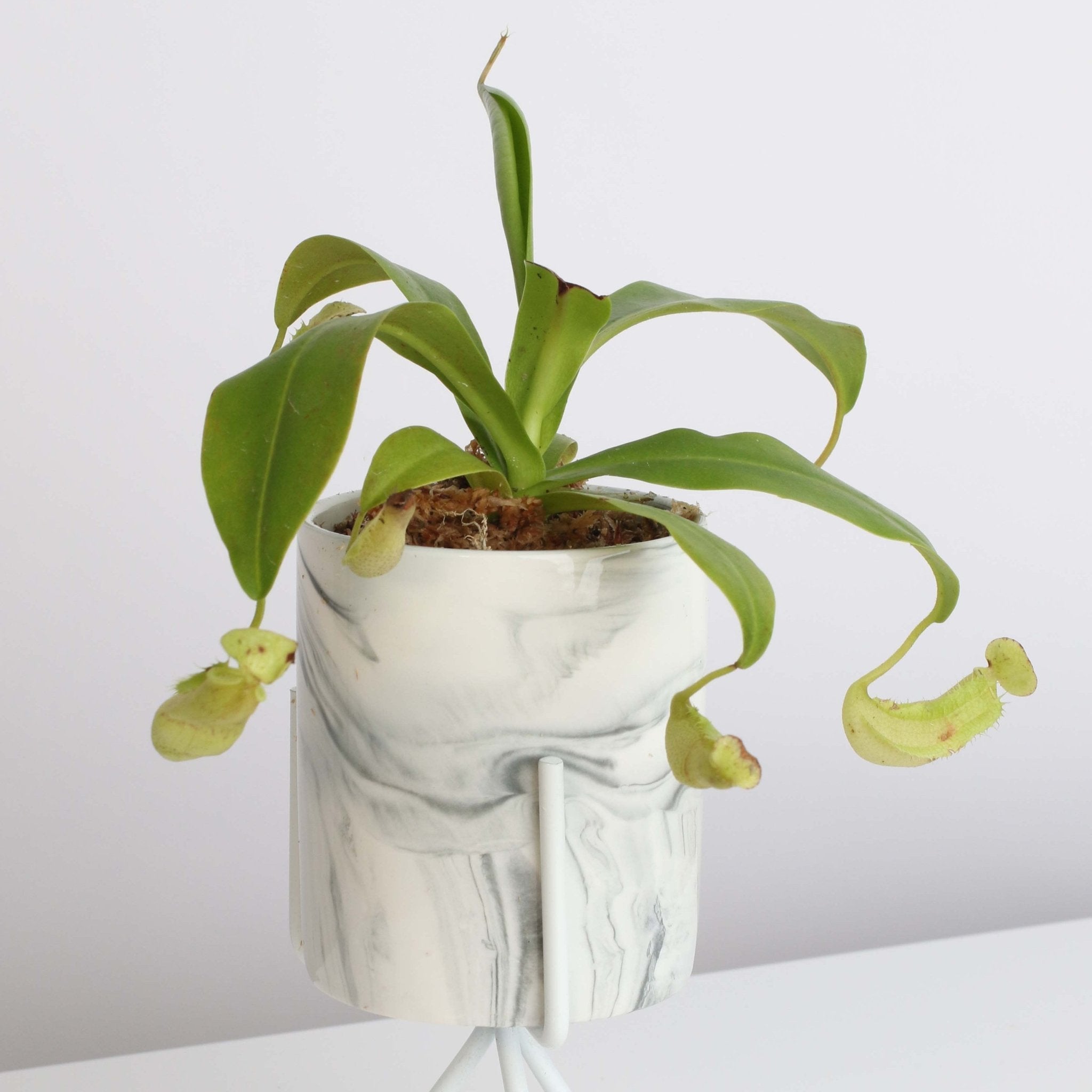 Nepenthes Sanguinea Carnivorous Pitcher Plant - Cheeky Garden