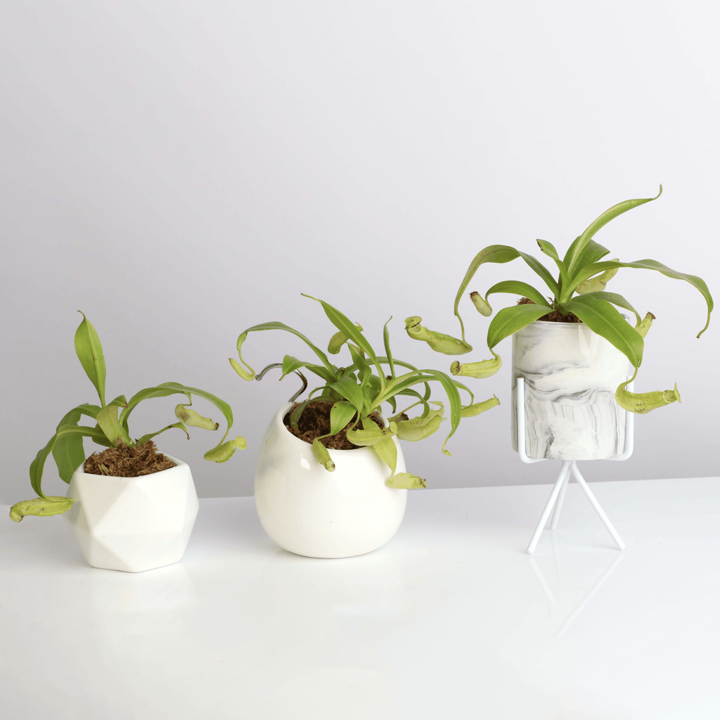 Nepenthes Sanguinea Carnivorous Pitcher Plant - Cheeky Garden
