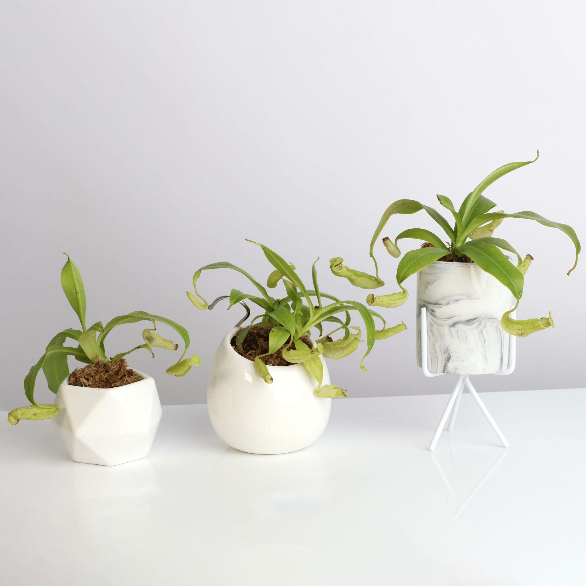 Nepenthes Sanguinea Carnivorous Pitcher Plant - Cheeky Garden