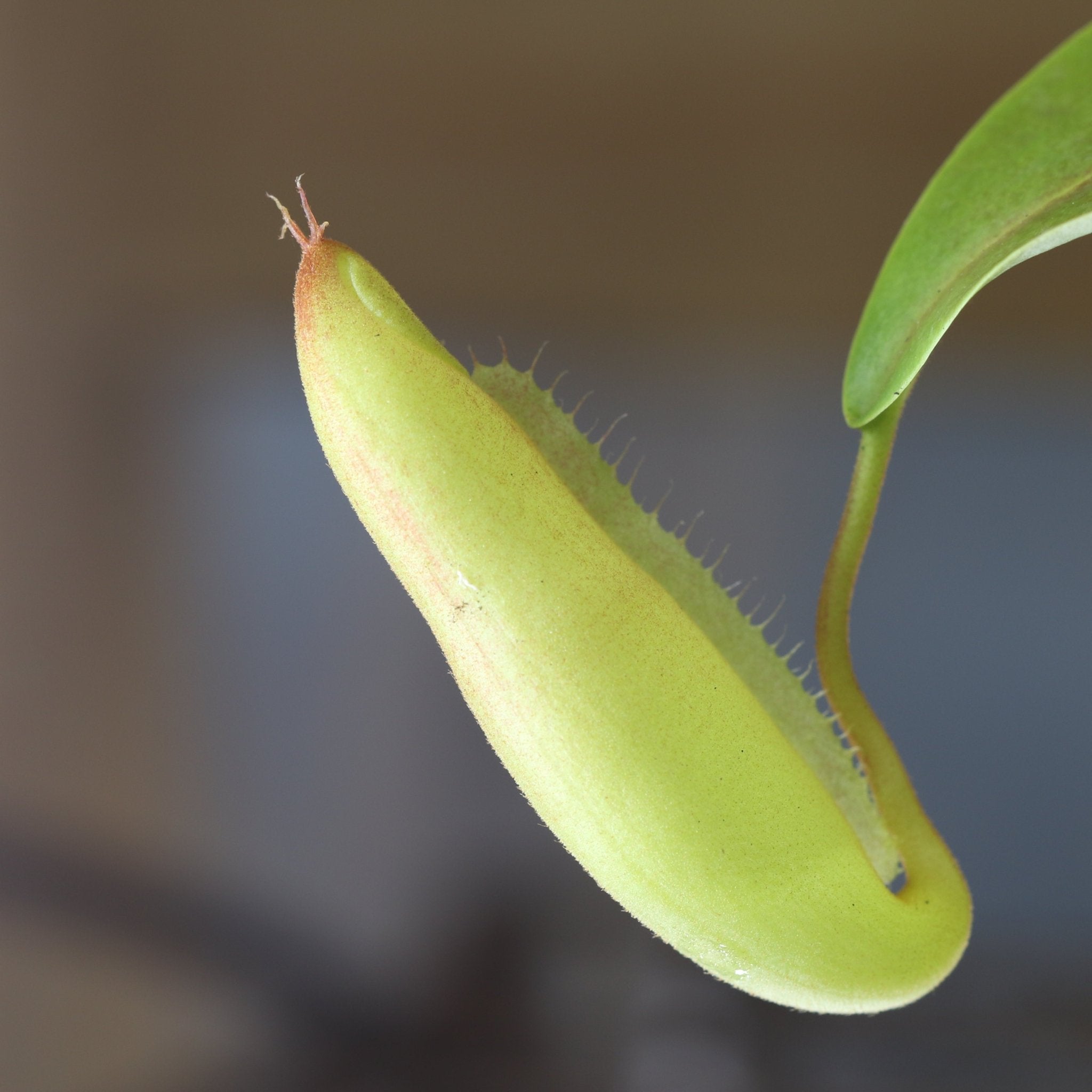 Nepenthes Sanguinea Carnivorous Pitcher Plant - Cheeky Garden