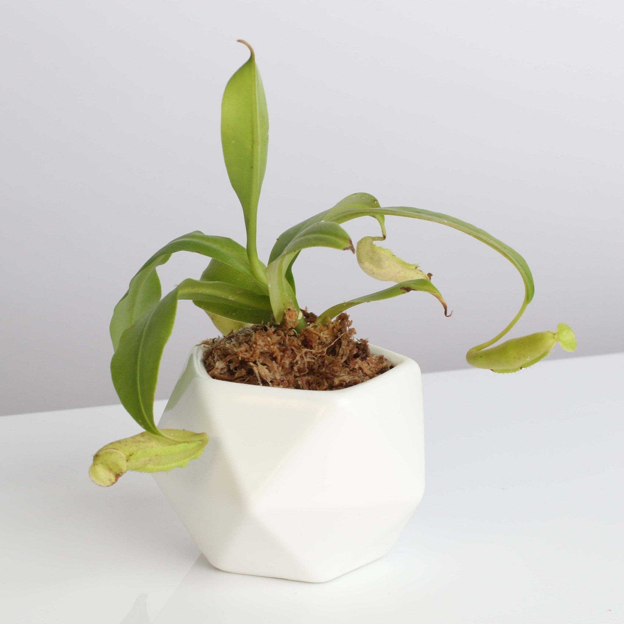 Nepenthes Sanguinea Carnivorous Pitcher Plant - Cheeky Garden