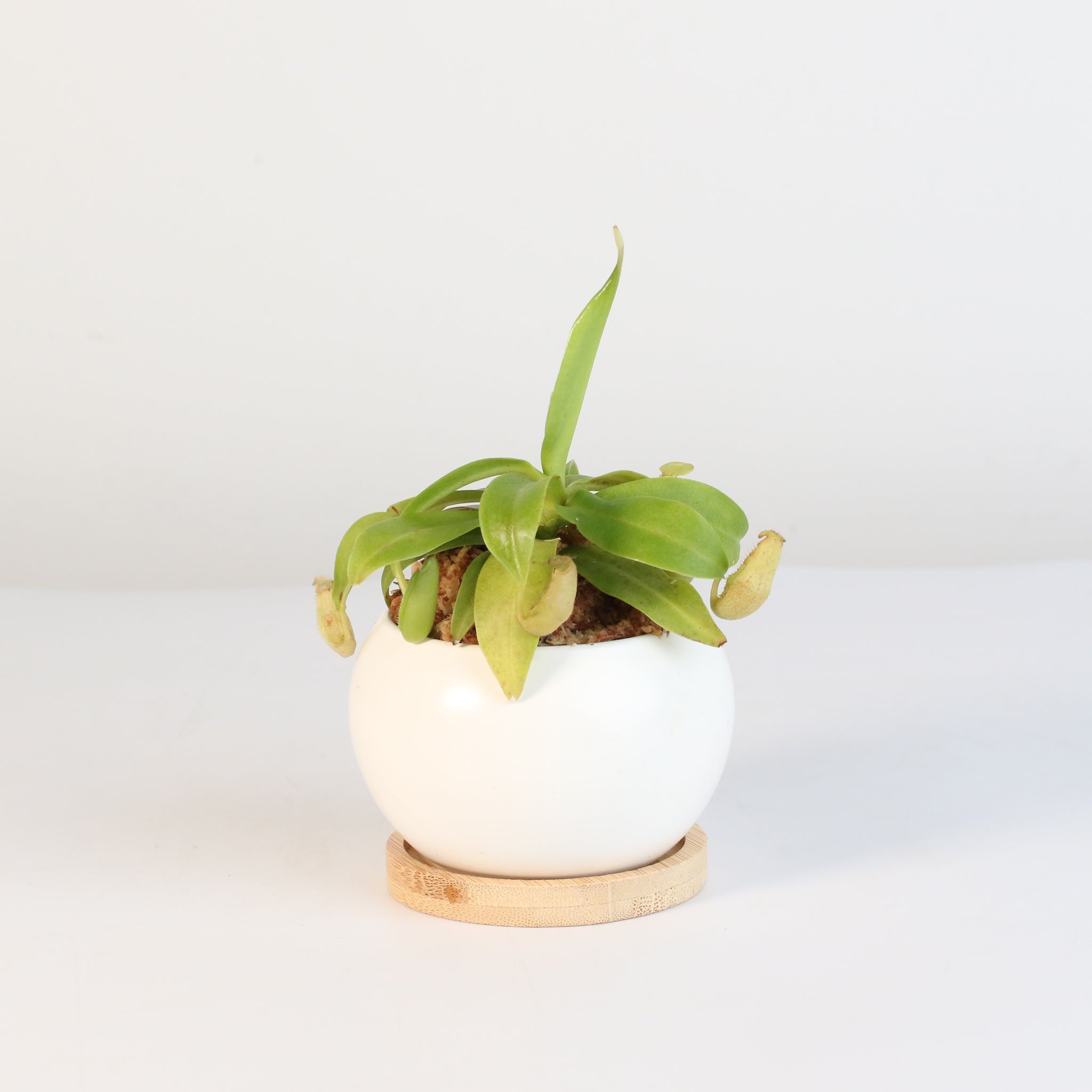 Nepenthes Sanguinea Carnivorous Pitcher Plant - Cheeky Garden