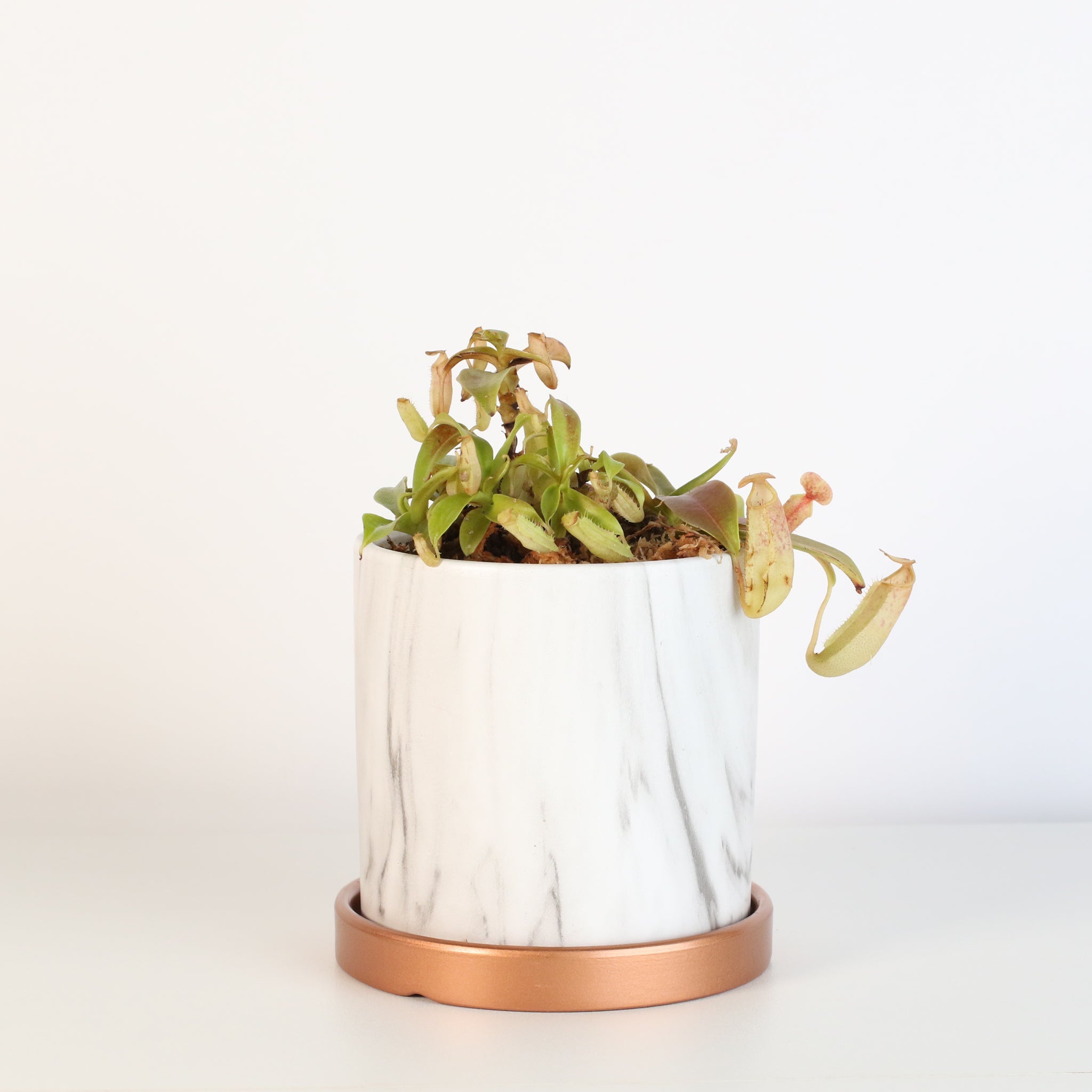 Nepenthes Sanguinea Carnivorous Pitcher Plant - Cheeky Garden