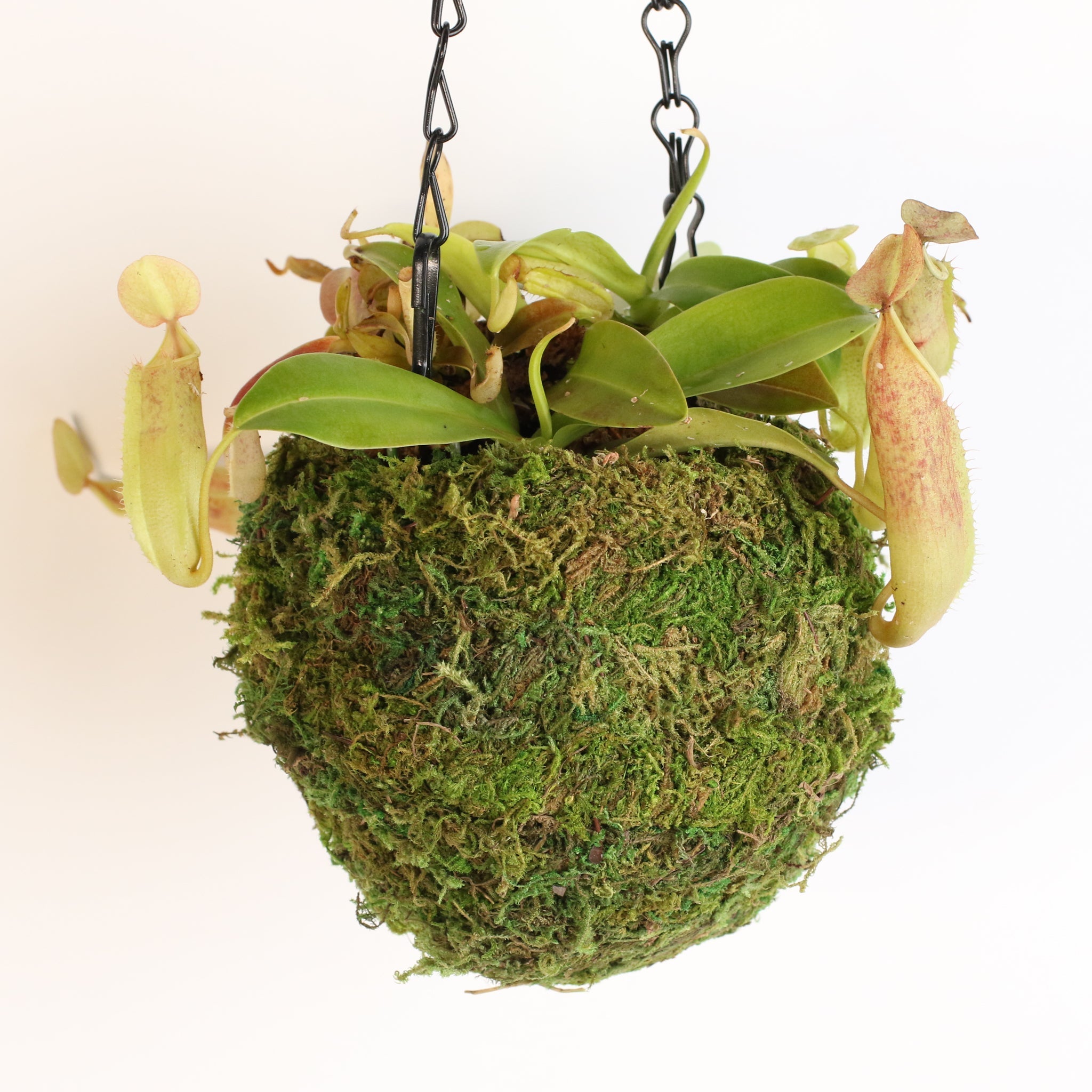 Nepenthes Sanguinea Carnivorous Pitcher Plant - Cheeky Garden