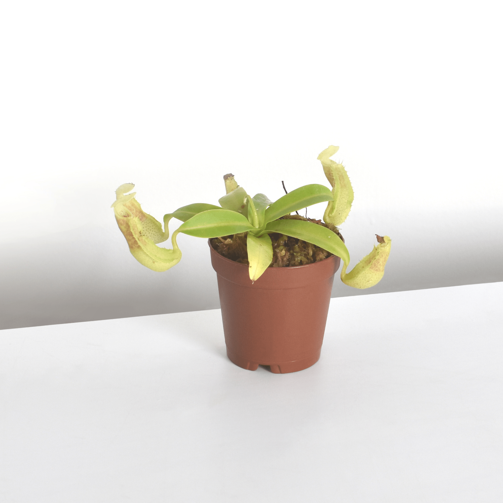 Nepenthes Sanguinea Carnivorous Pitcher Plant - Cheeky Garden