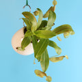 Nepenthes Sanguinea Carnivorous Pitcher Plant - Cheeky Garden