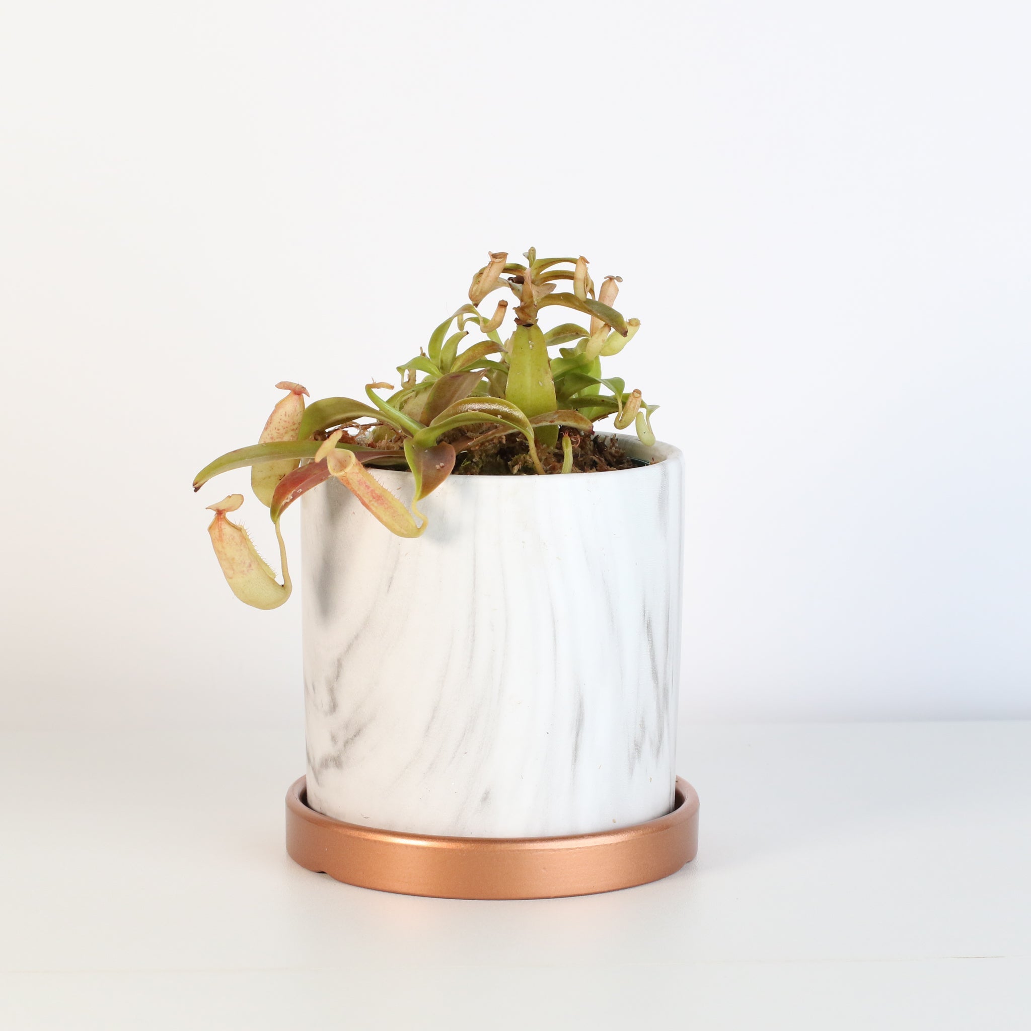 Nepenthes Sanguinea Carnivorous Pitcher Plant - Cheeky Garden