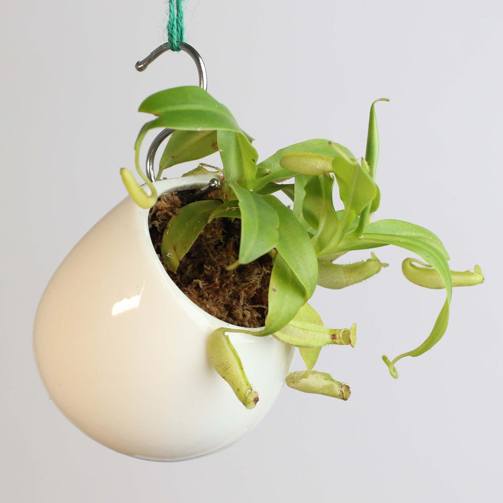 Nepenthes Sanguinea Carnivorous Pitcher Plant - Cheeky Garden