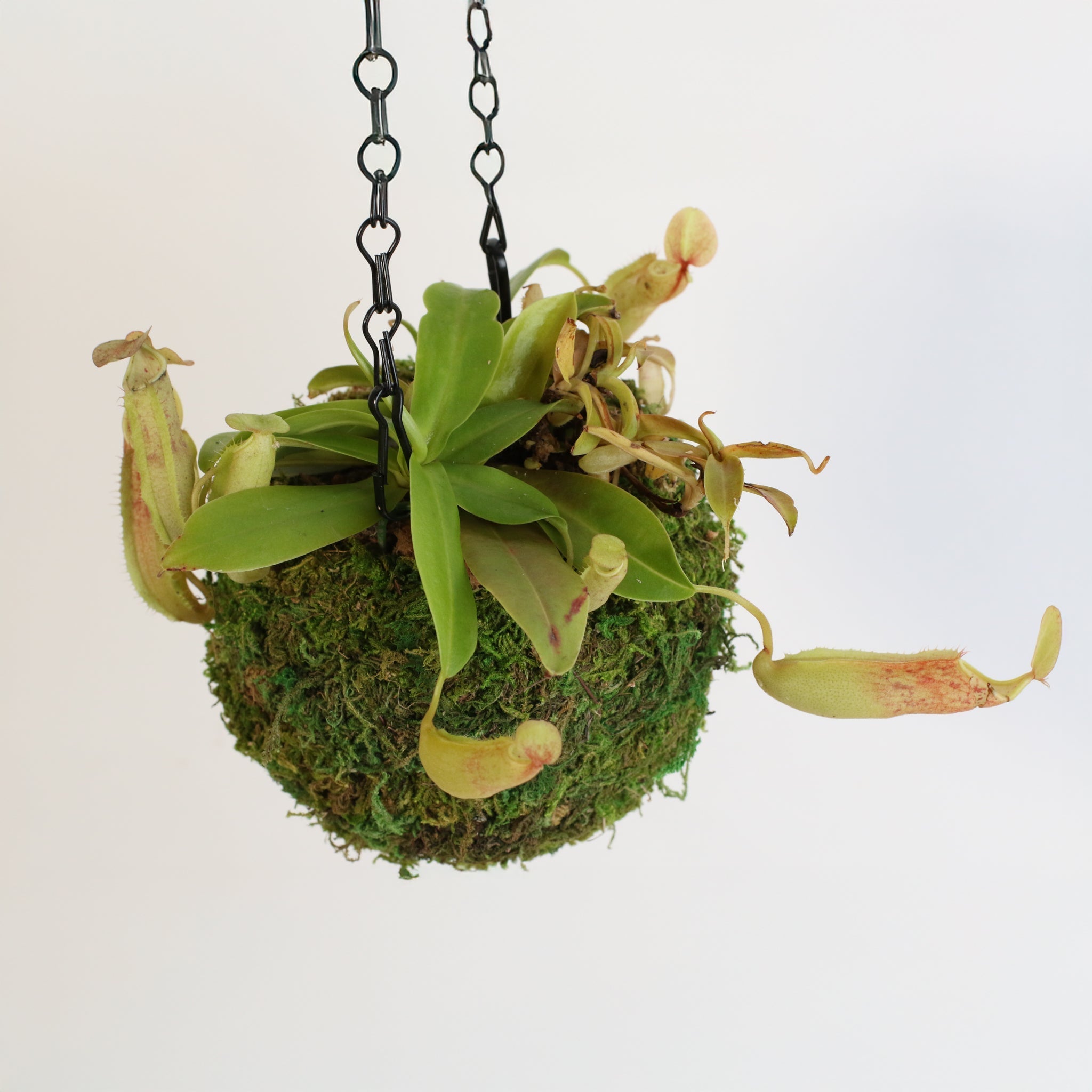 Nepenthes Sanguinea Carnivorous Pitcher Plant - Cheeky Garden
