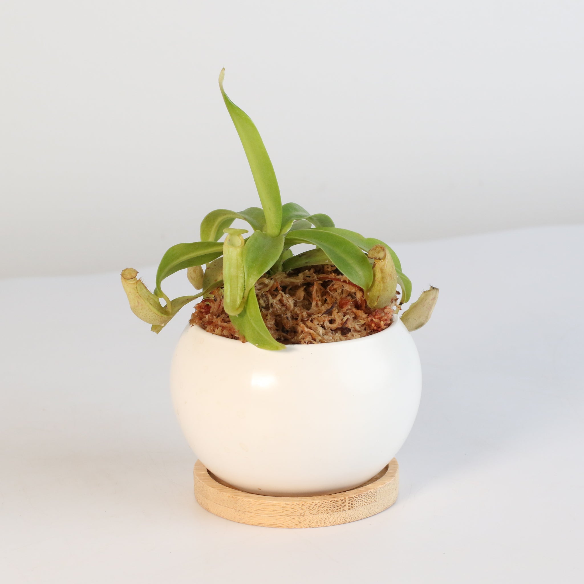 Nepenthes Sanguinea Carnivorous Pitcher Plant - Cheeky Garden