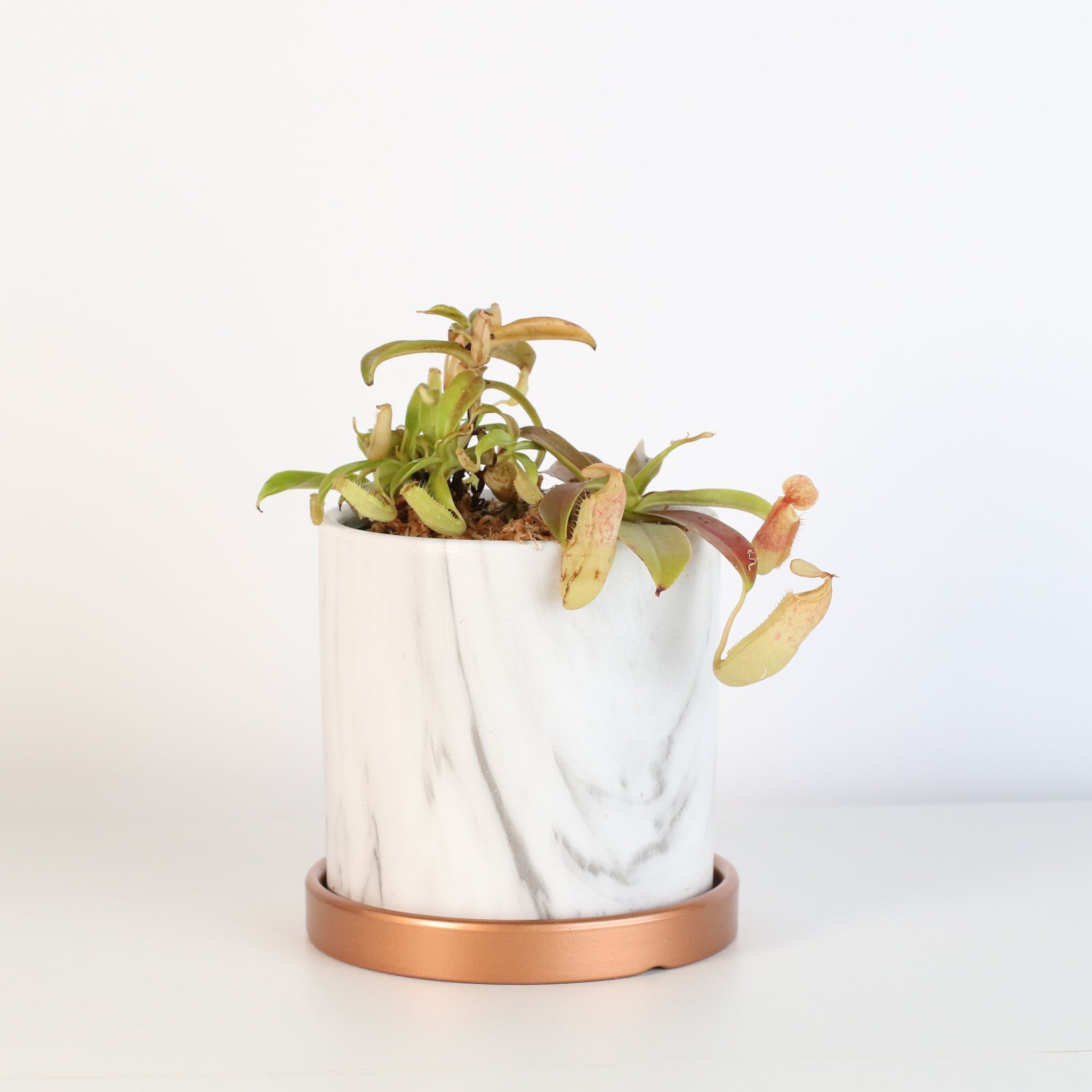 Nepenthes Sanguinea Carnivorous Pitcher Plant - Cheeky Garden