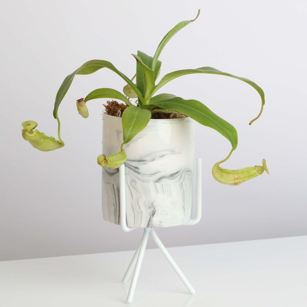 Nepenthes Sanguinea Carnivorous Pitcher Plant - Cheeky Garden