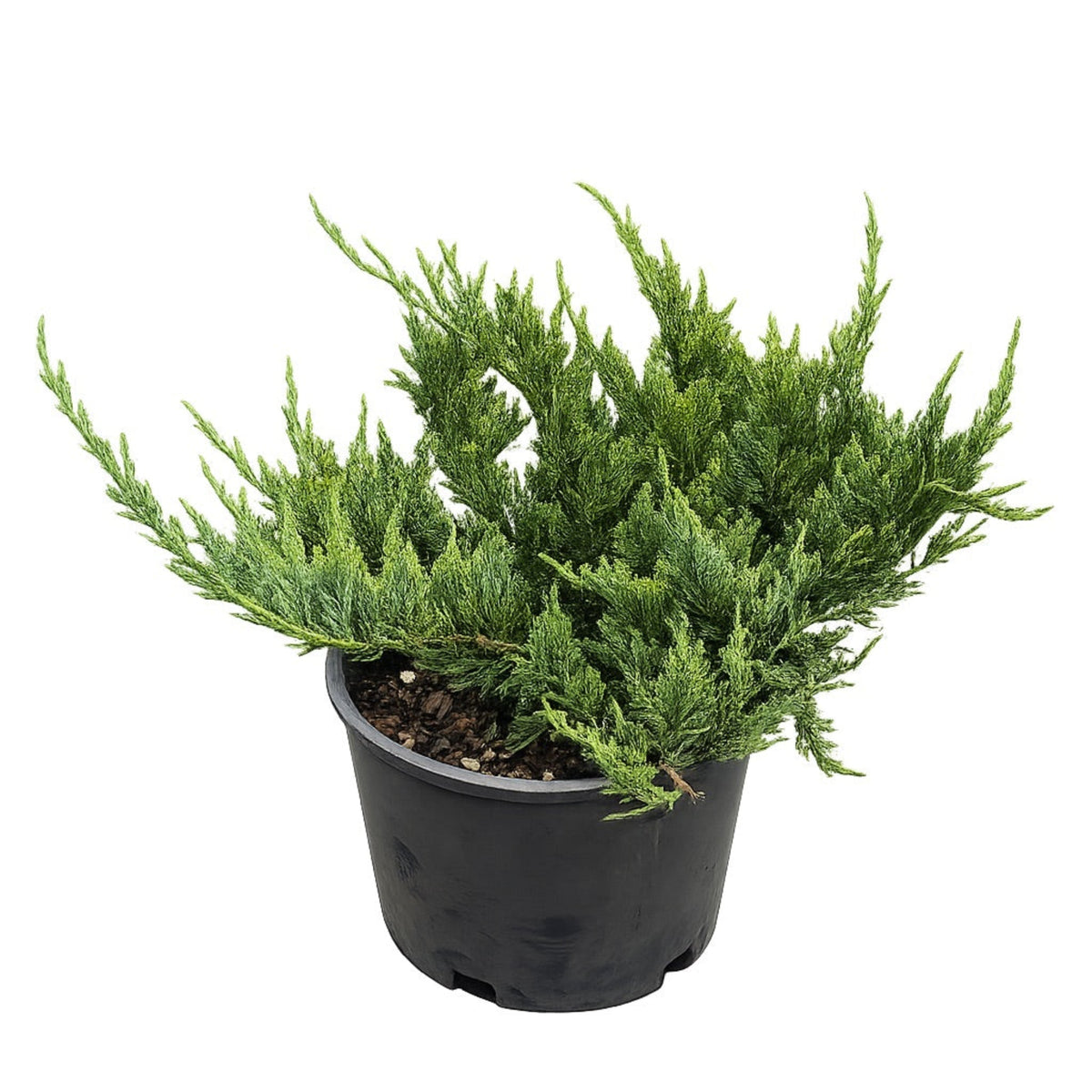 New Blue Tam Juniper - Cheeky Garden