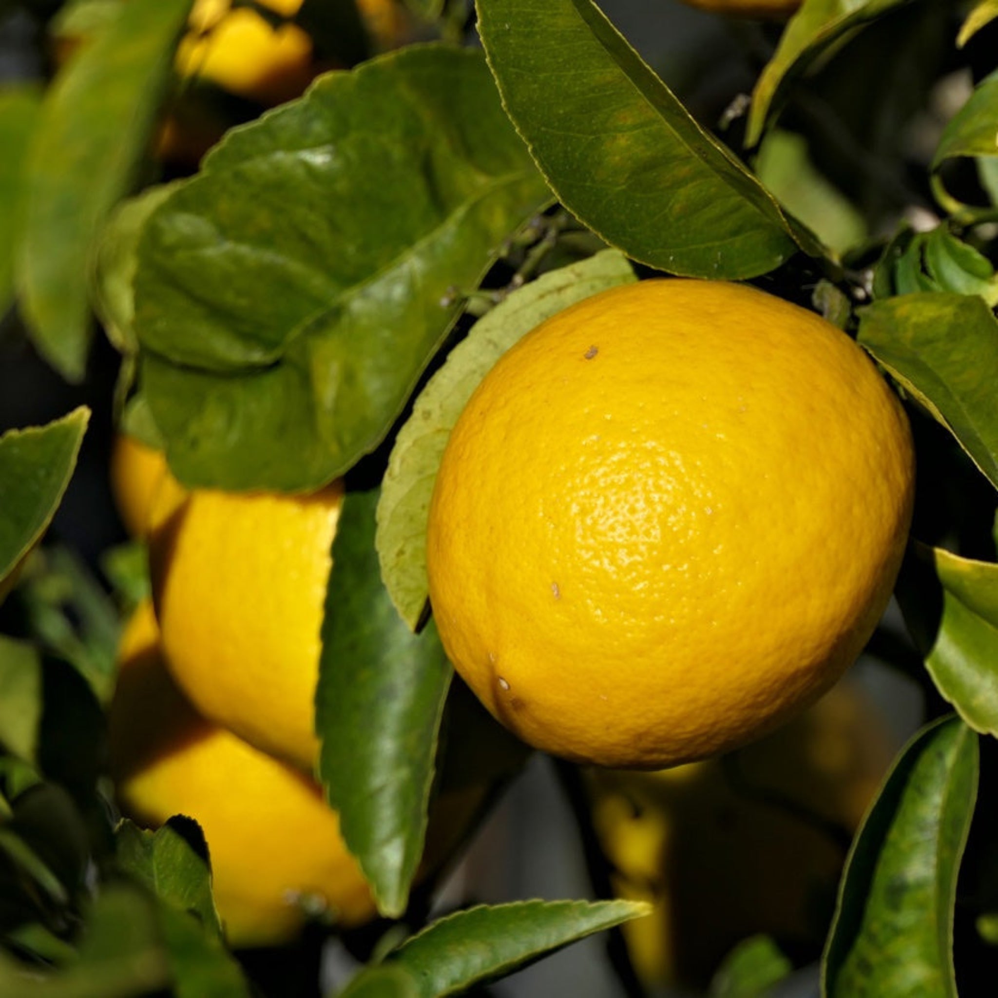 New Zealand Lemonade Tree - Cheeky Garden