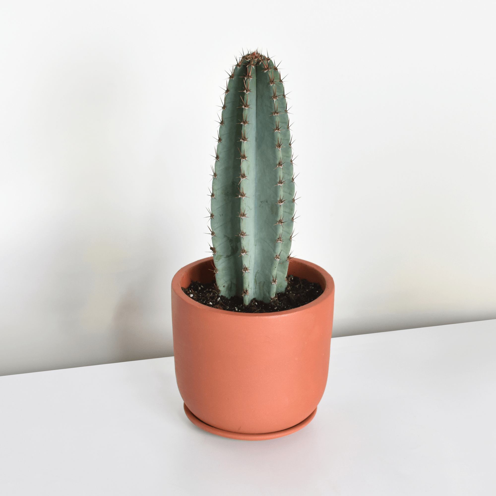 Night Blooming Peruvian Apple Cactus (Cereus repandus) - Cheeky Garden