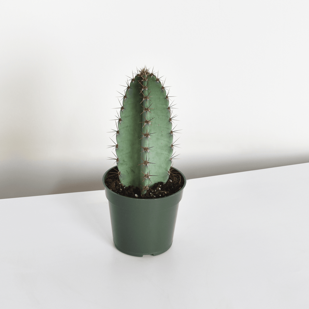 Night Blooming Peruvian Apple Cactus (Cereus repandus) - Cheeky Garden