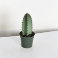 Night Blooming Peruvian Apple Cactus (Cereus repandus) - Cheeky Garden