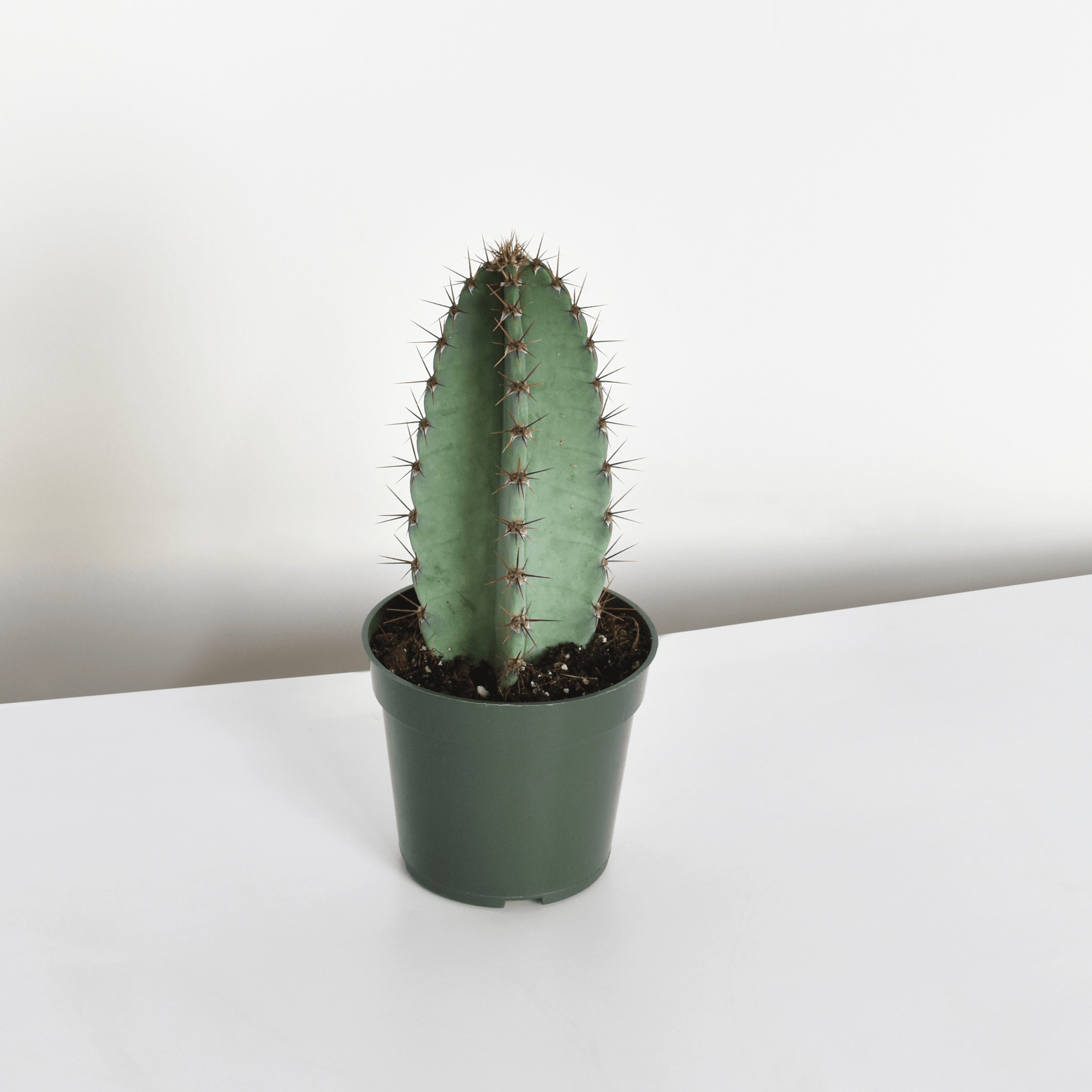Night Blooming Peruvian Apple Cactus (Cereus repandus) - Cheeky Garden