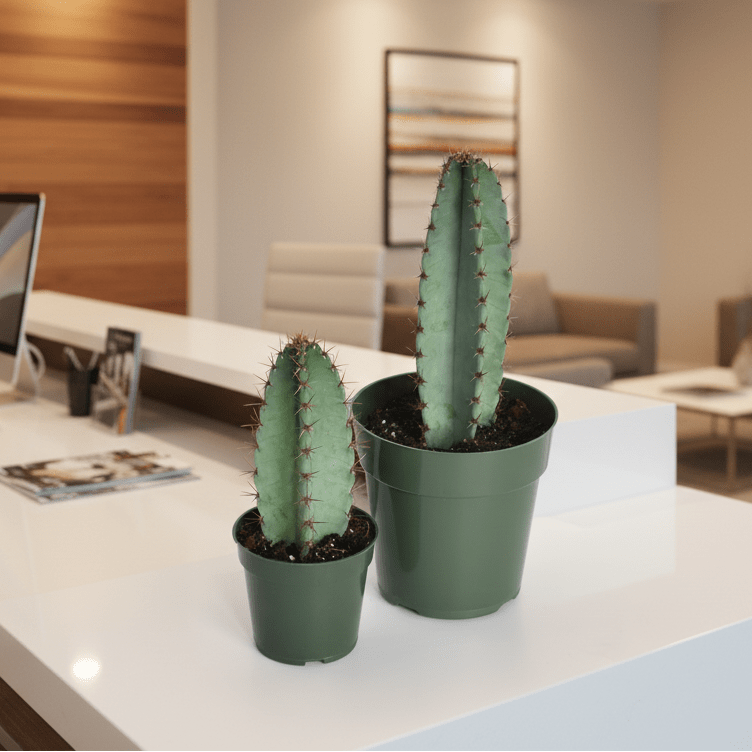 Night Blooming Peruvian Apple Cactus (Cereus repandus) - Cheeky Garden