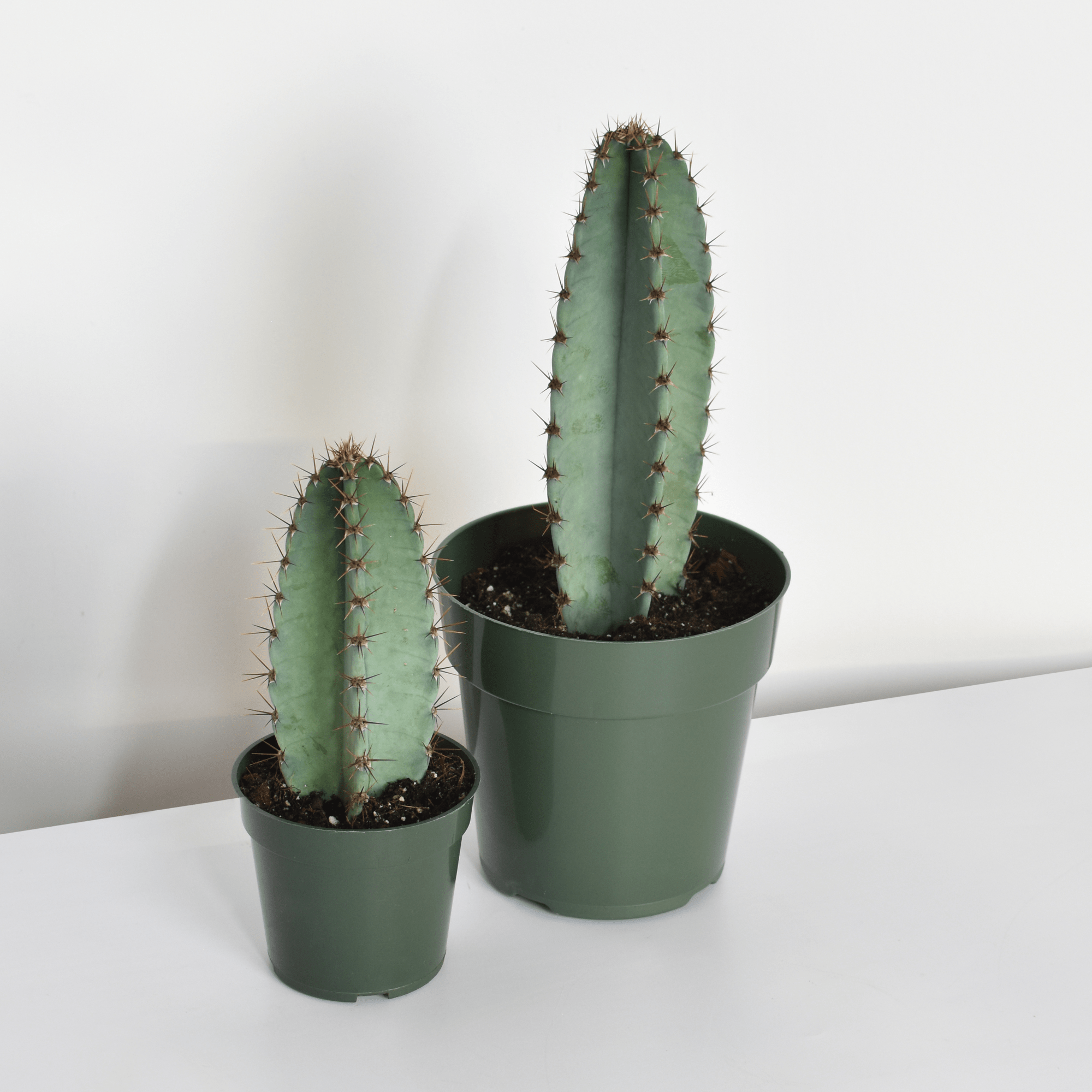 Night Blooming Peruvian Apple Cactus (Cereus repandus) - Cheeky Garden