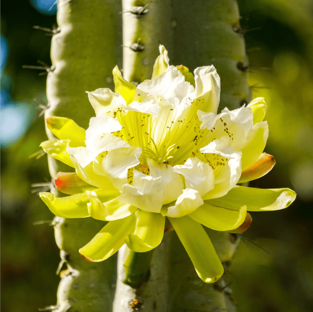 Night Blooming Peruvian Apple Cactus (Cereus repandus) - Cheeky Garden