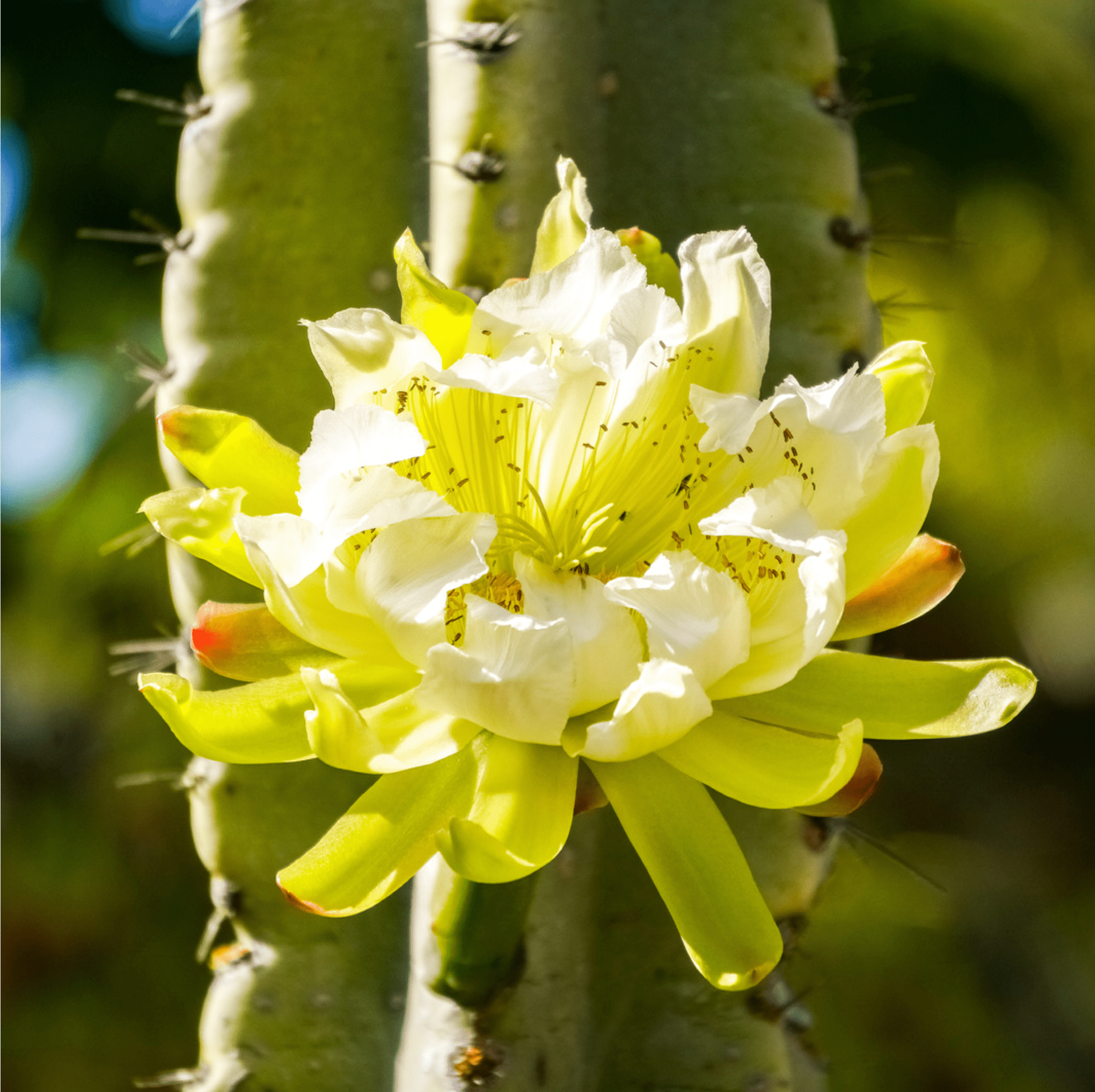 Night Blooming Peruvian Apple Cactus (Cereus repandus) - Cheeky Garden