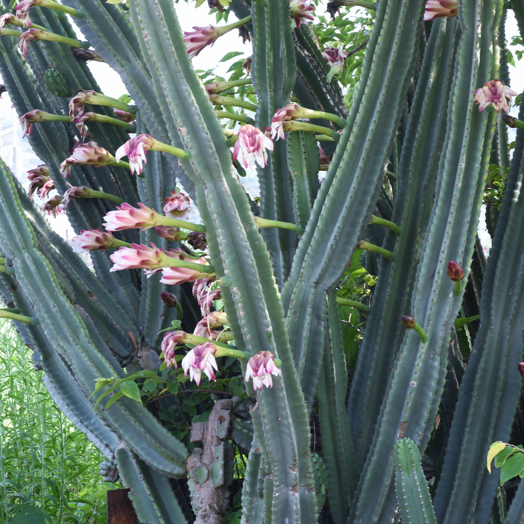 Night Blooming Peruvian Apple Cactus (Cereus repandus) - Cheeky Garden